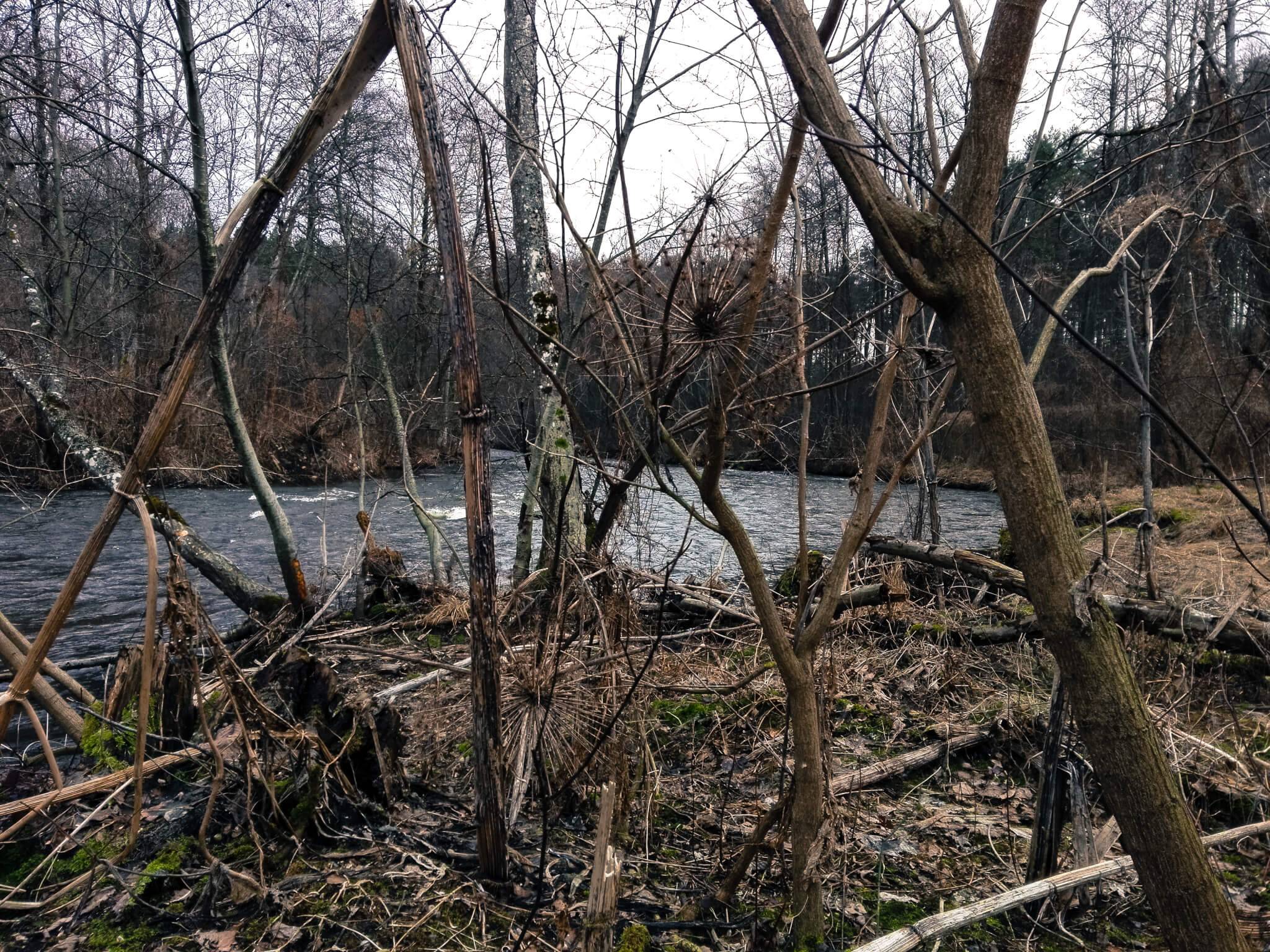 various plants