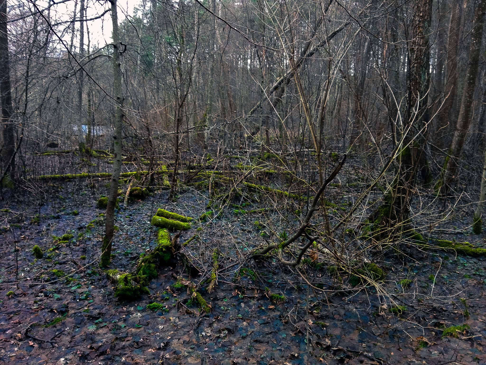 Trees in swamp