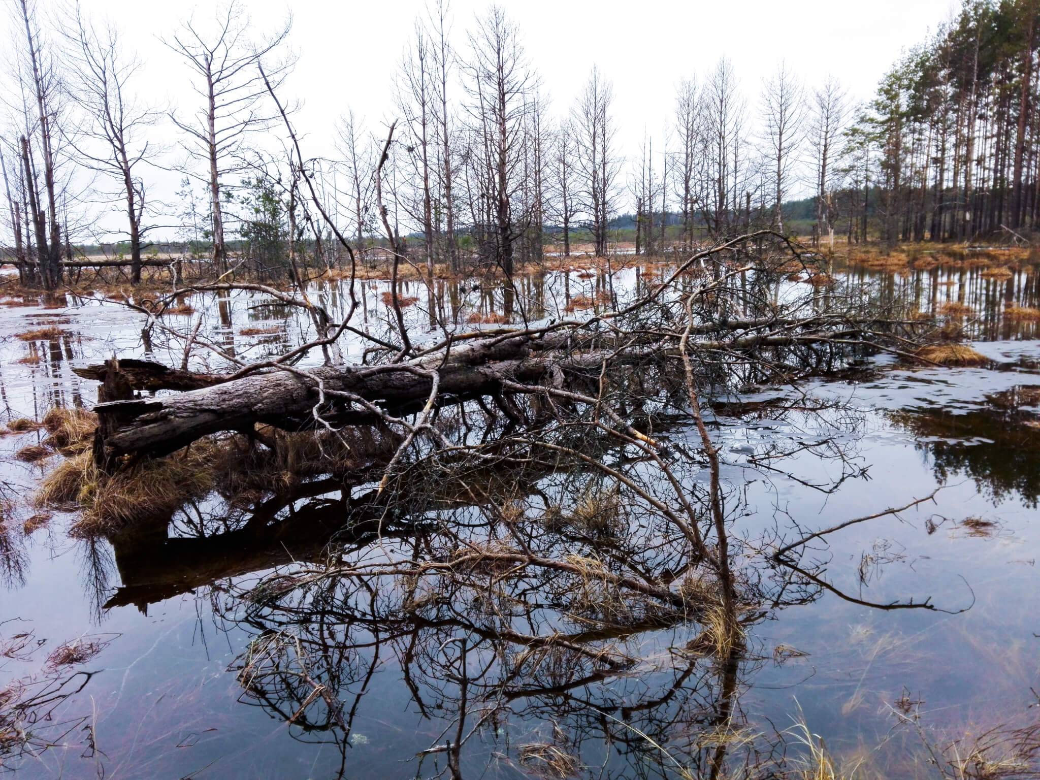 Tree in cerpkeliai marsh