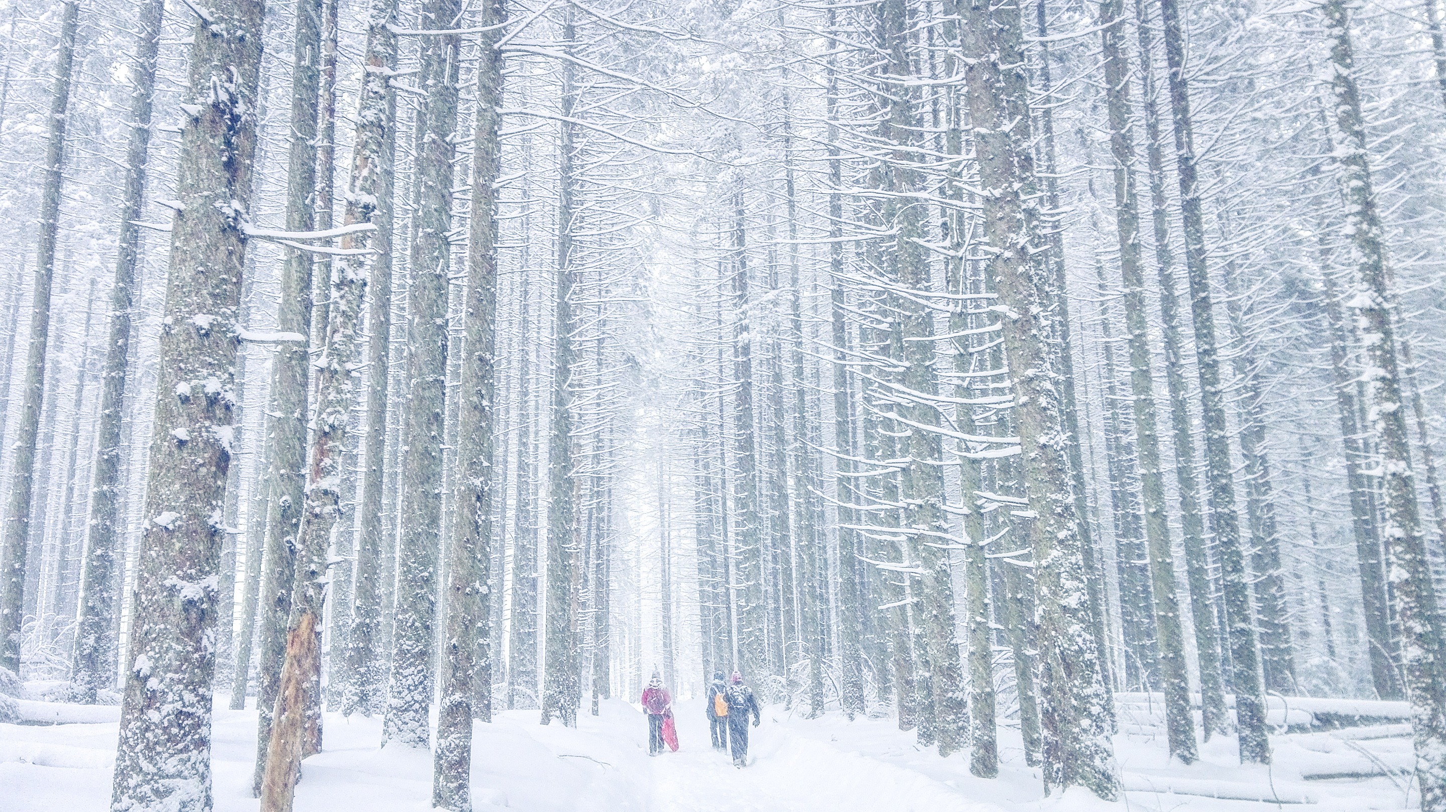 Forest in Tatra Mountains between Slovakia and Poland