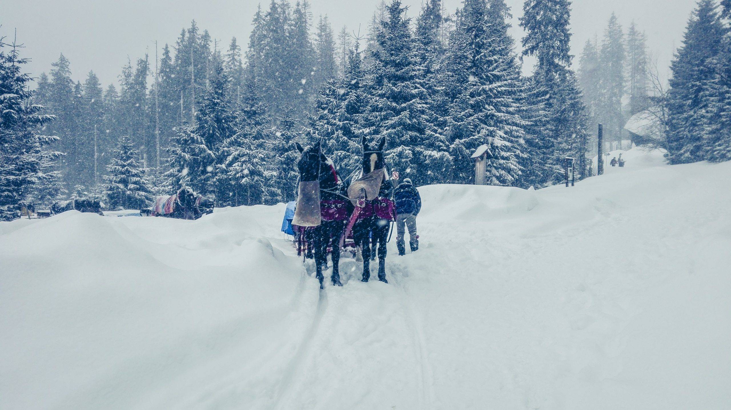 Horse carriage to Morskie Oko during winter, POland