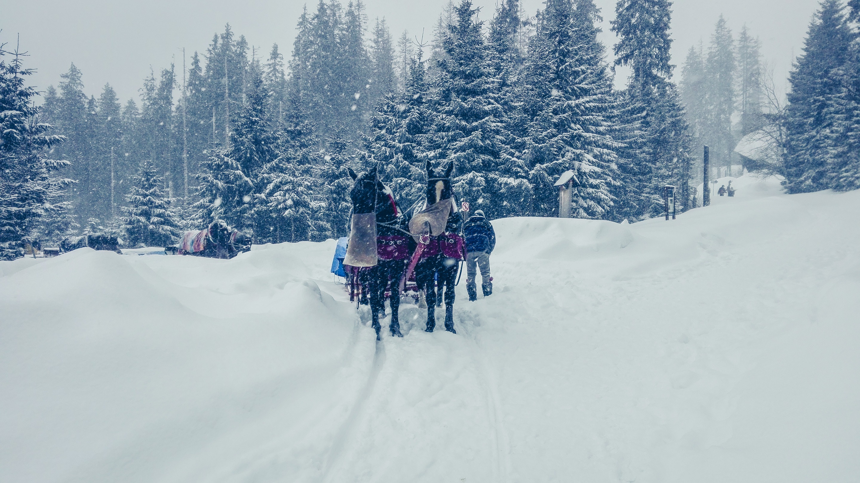   If you are lazy you can always take horse carraige to Morskie Oko. Photo by Alis Monte [CC BY-SA 4.0], via Connecting the Dots