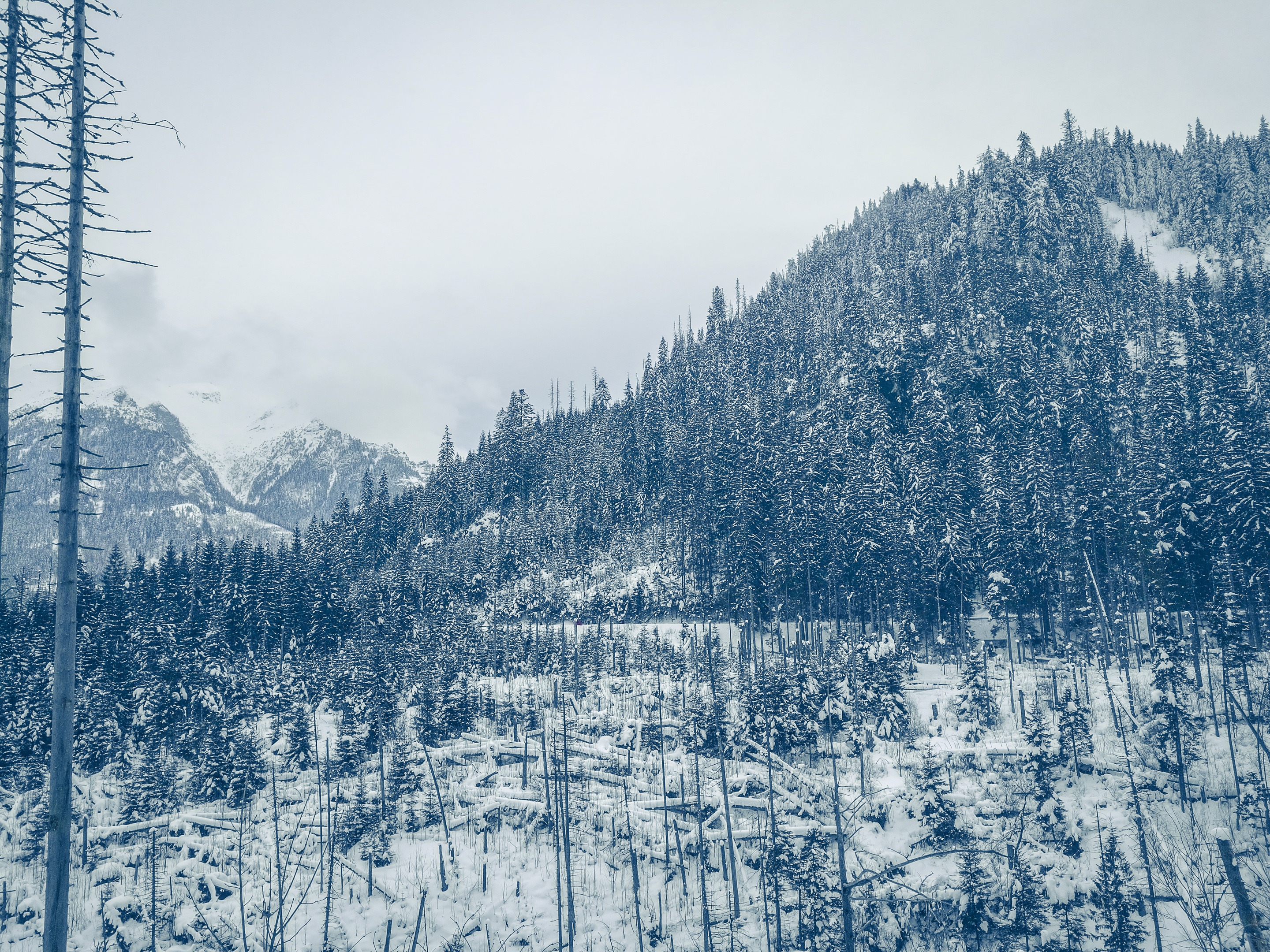 Mountains and dead trees around the path to Morskie Oko in winter.