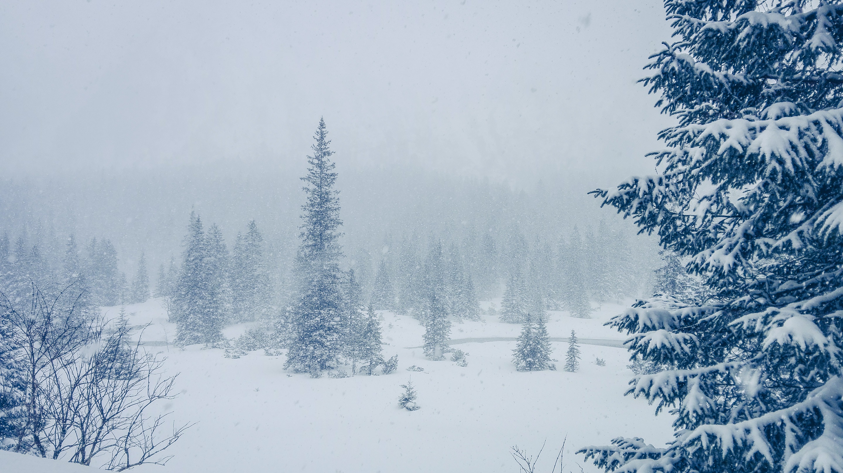 Pine trees in winter, Tatra Mountain