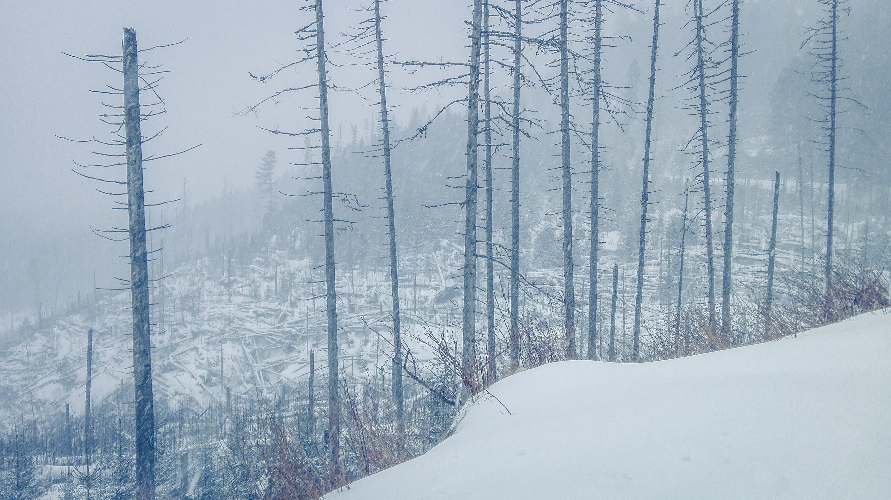   It was the first time I saw what I’m used to now in Tatra Mountains – dead wood. Photo by Alis Monte [CC BY-SA 4.0], via Connecting the Dots