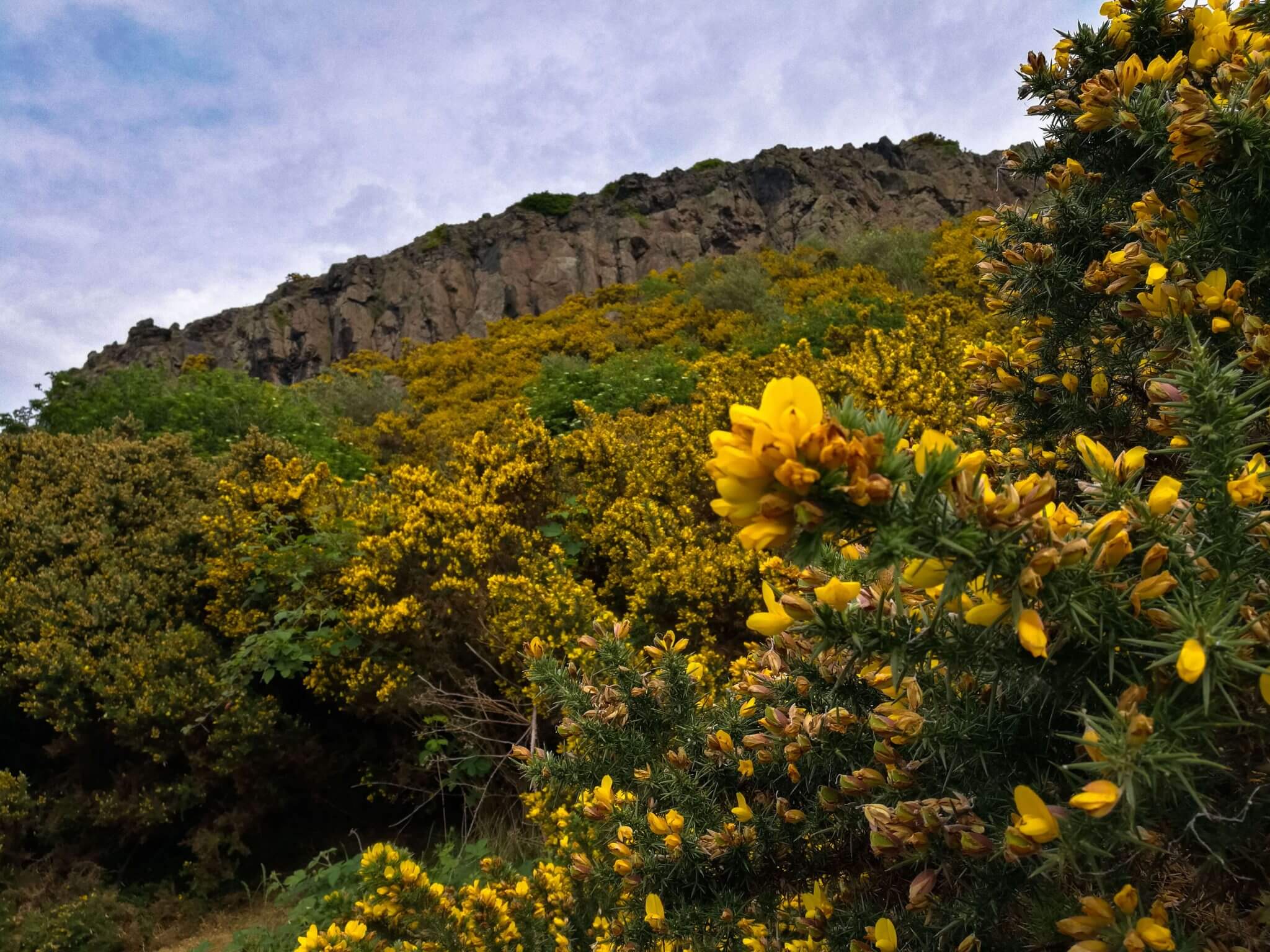 Gorse