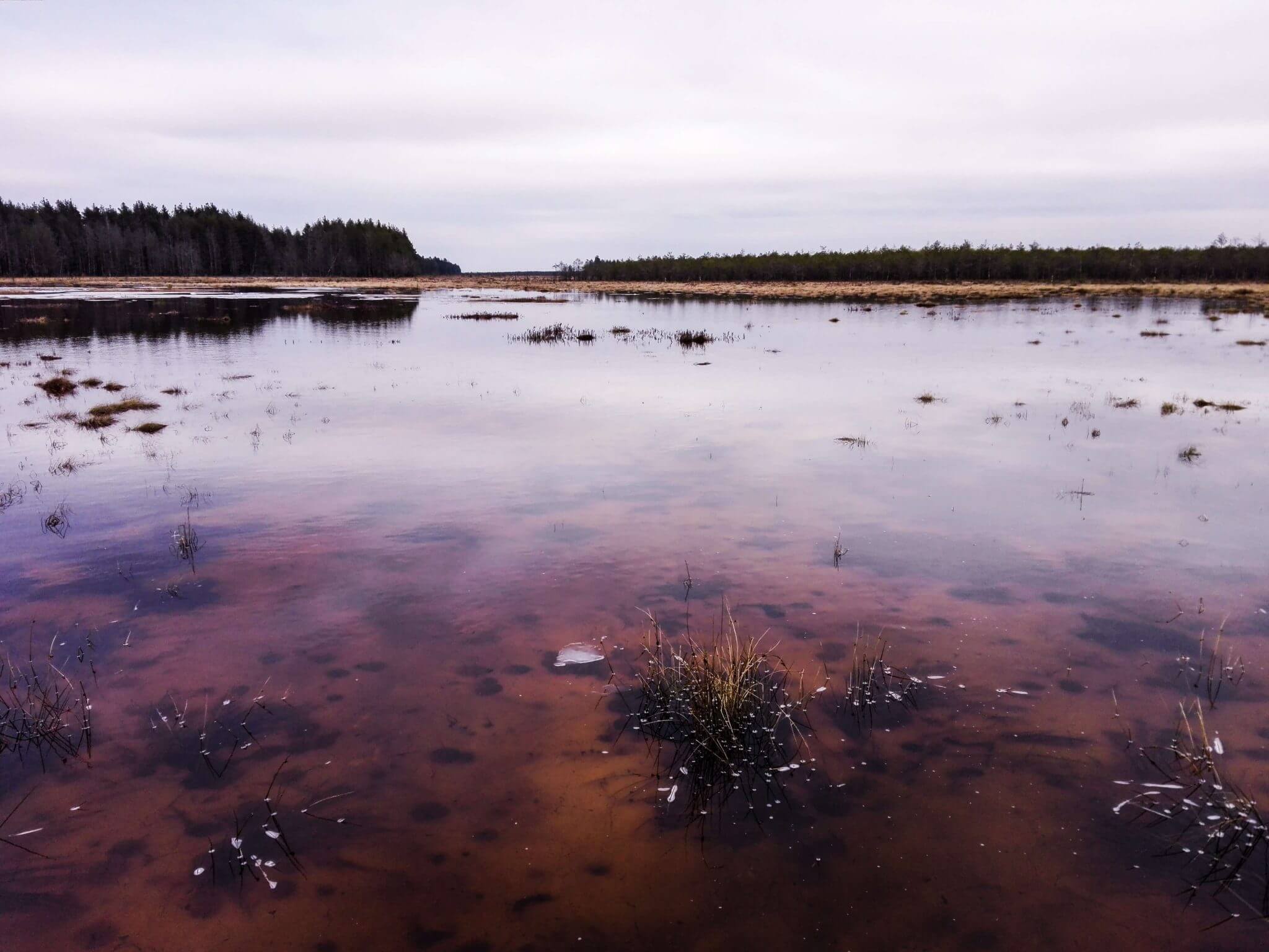 Cepkeliai marsh spring lithuania