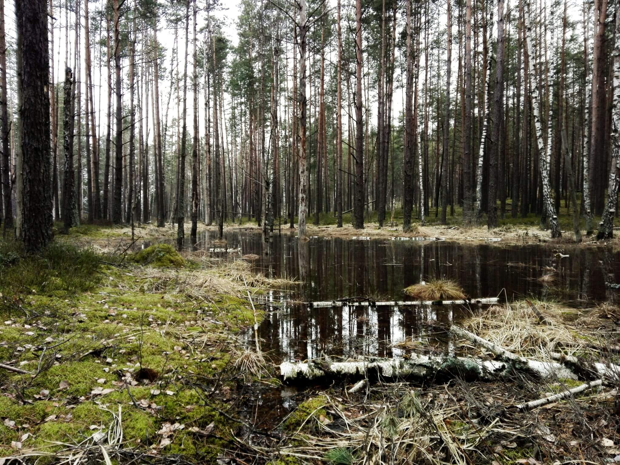 forest swamp cepkeliai marsh lithuania
