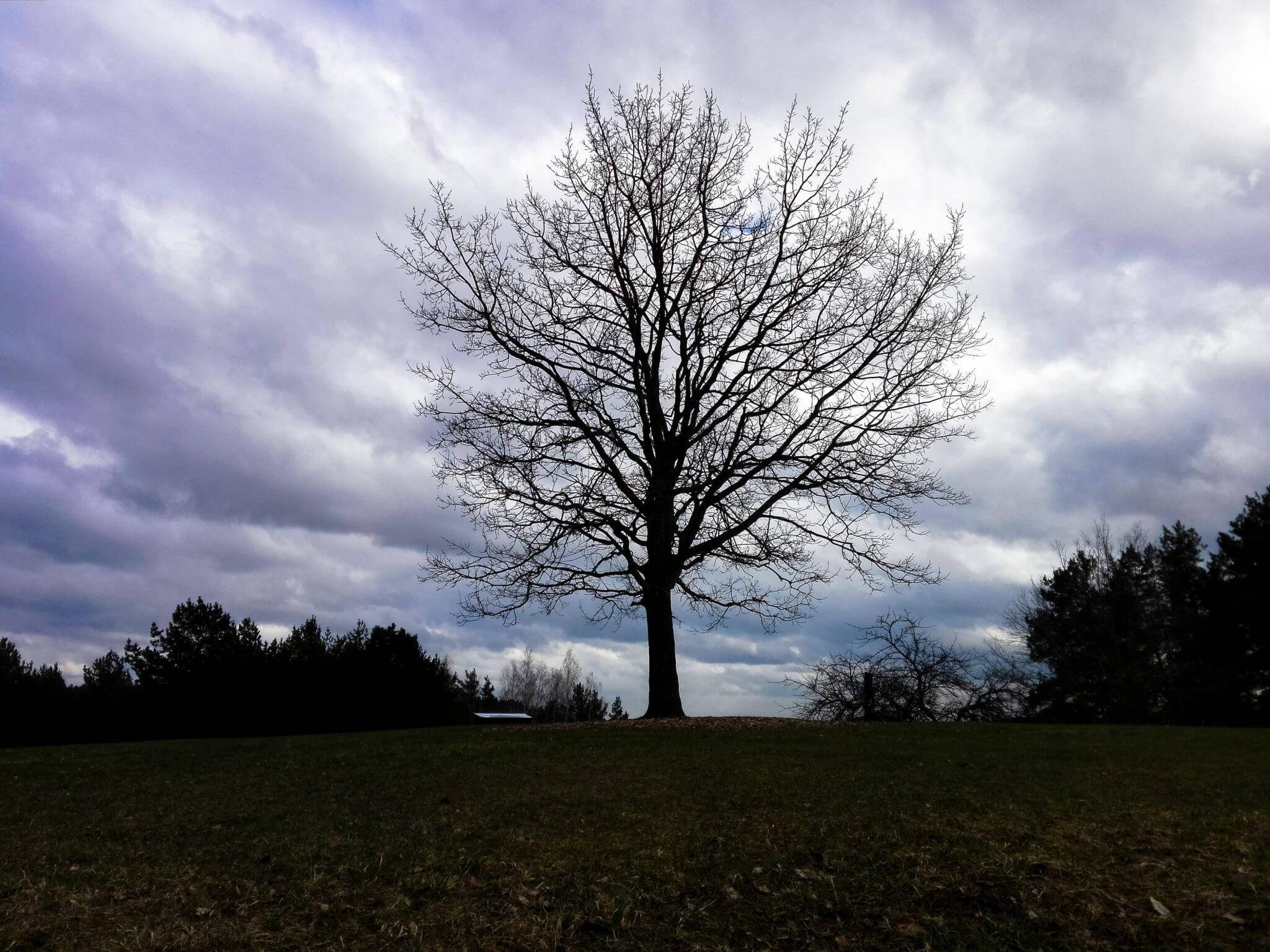 oak ladakalnis lithuania