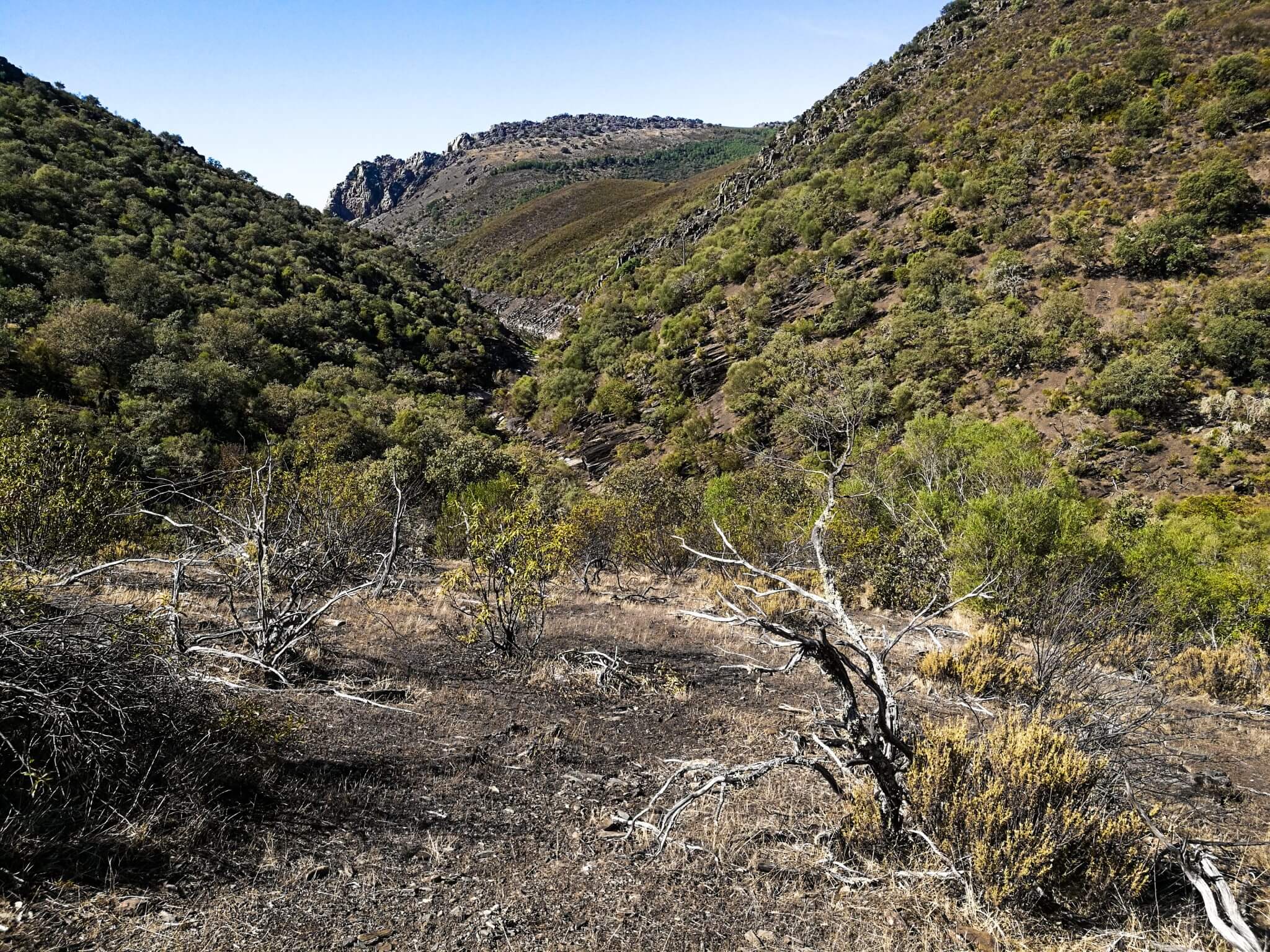 Dry trees in Parque nacional de Monfragüe
