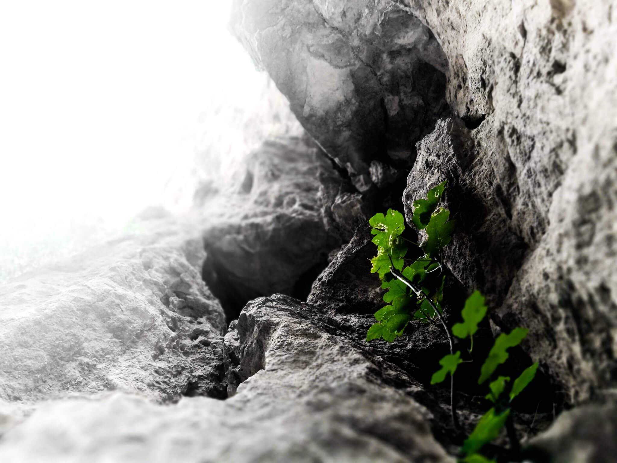 A plant growing on rocks Sierra Nevada mountans Spain