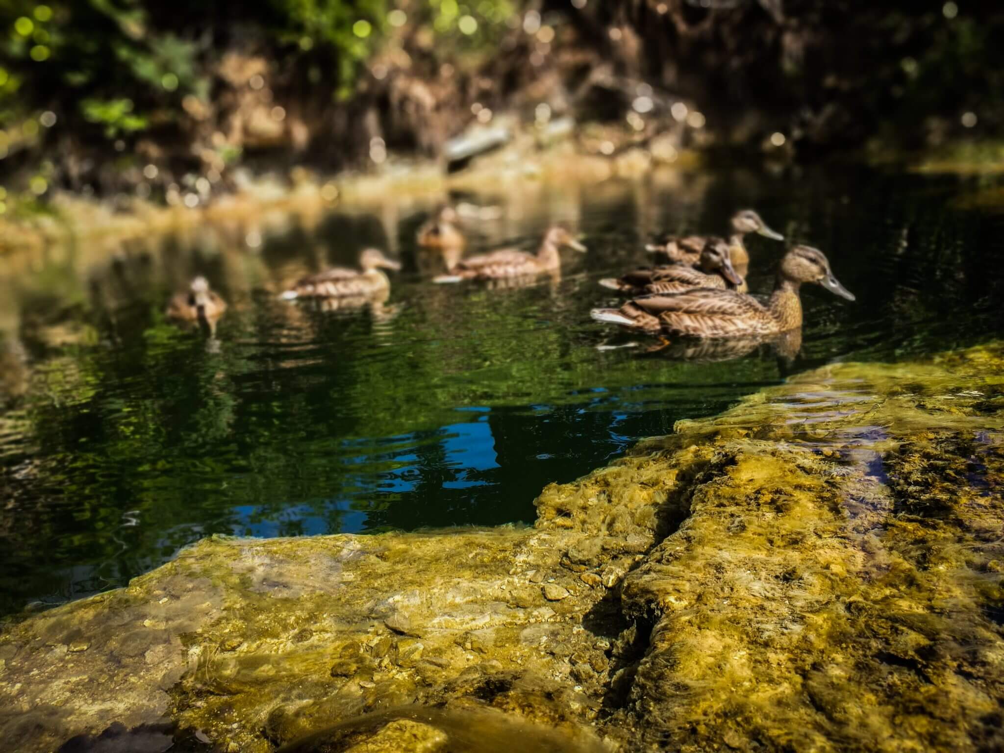ducks in green stream zalsvasis saltinis
