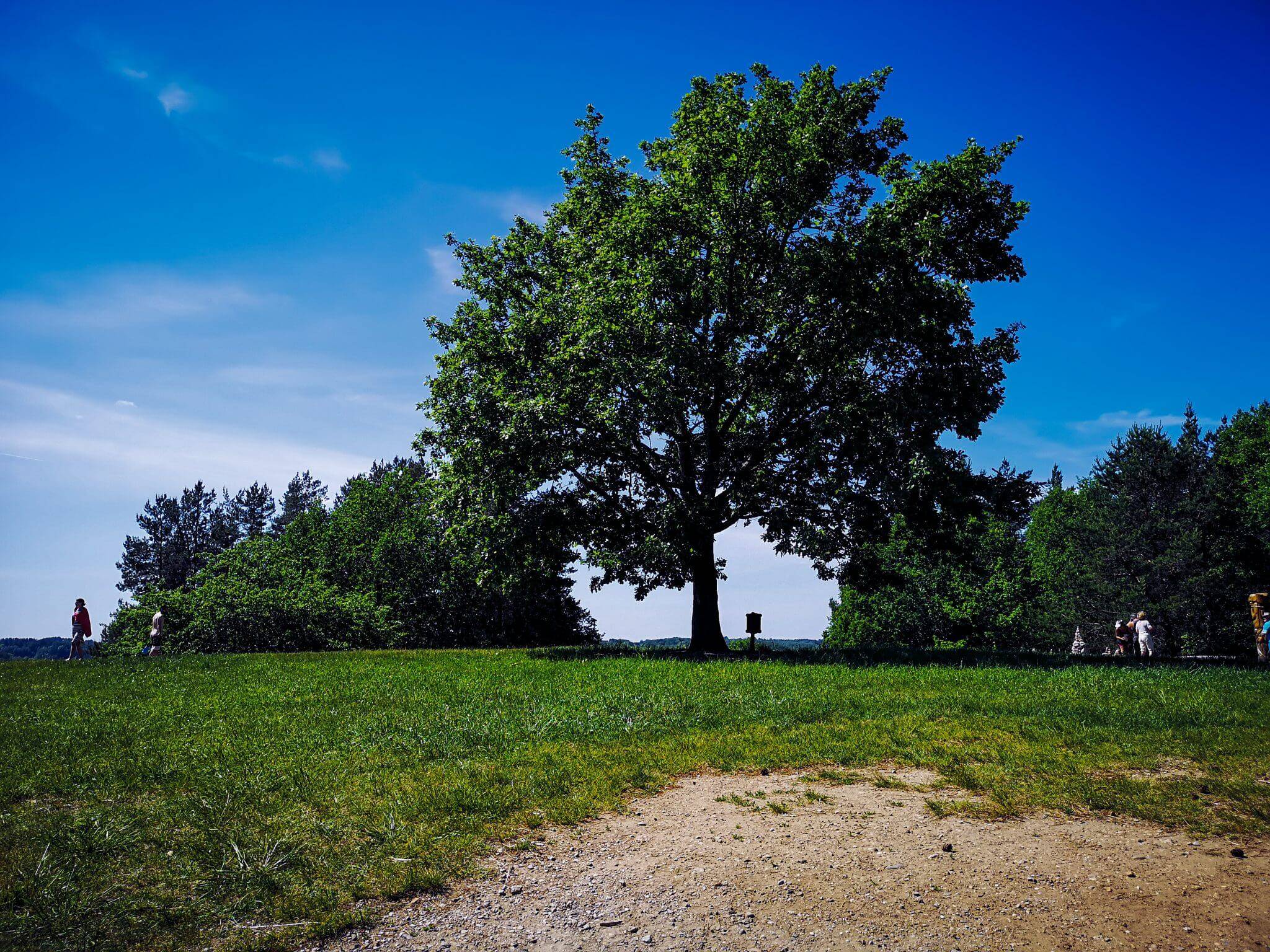 a great oak on ladakalnis