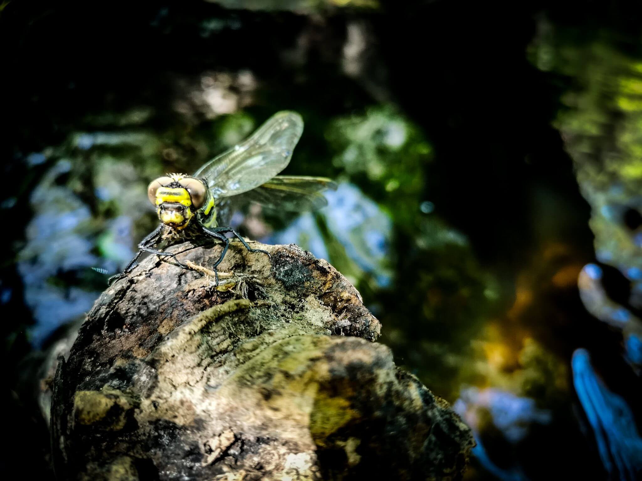 dead dragonfly in river buka