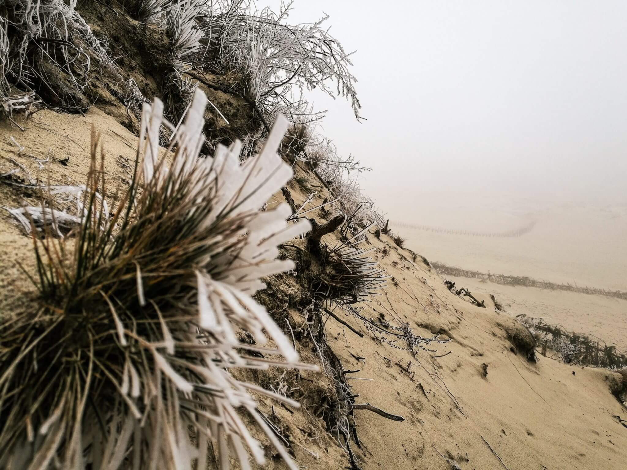 fauna parnidis dune winter