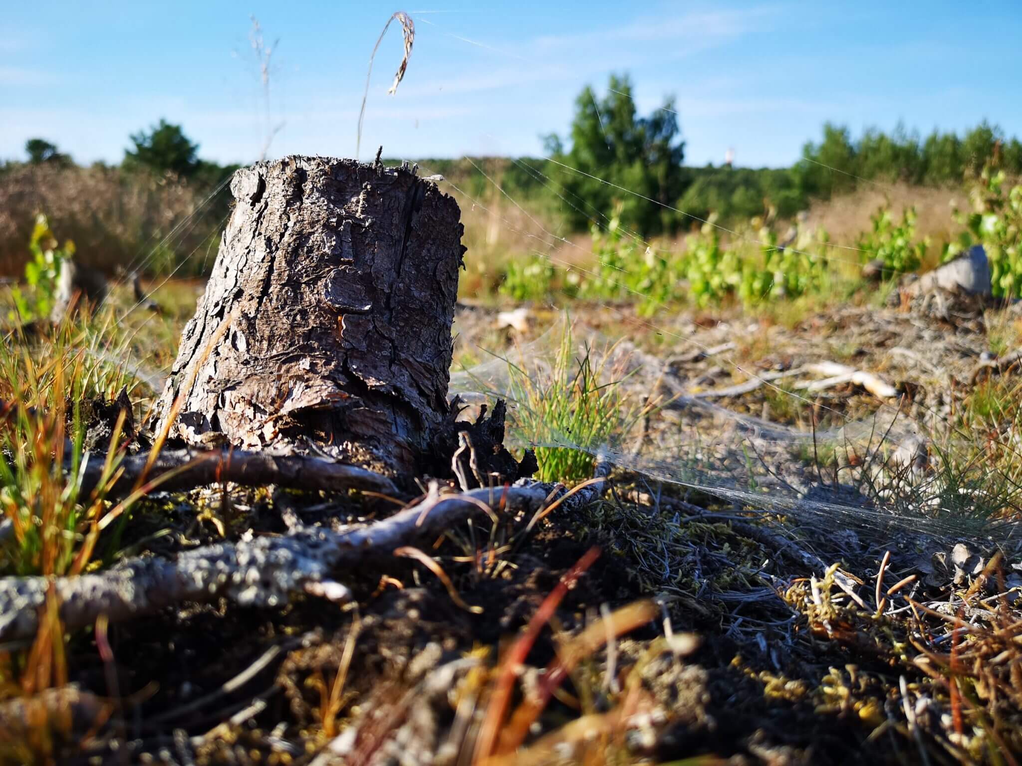 flora and fauna curonian spit