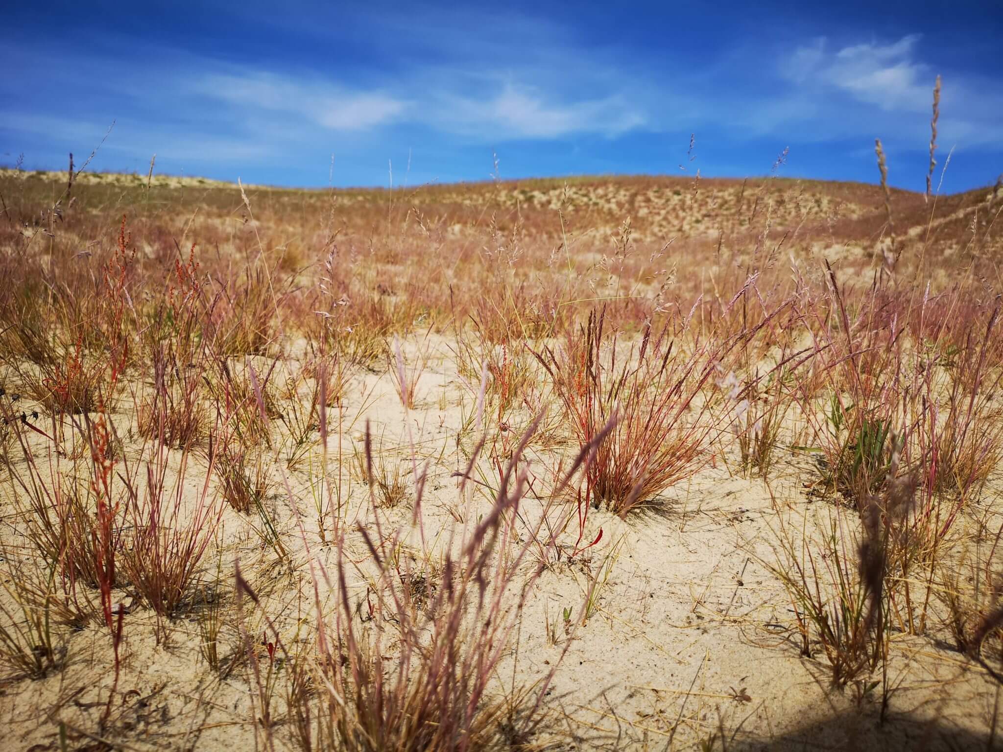 flora valley of death nida