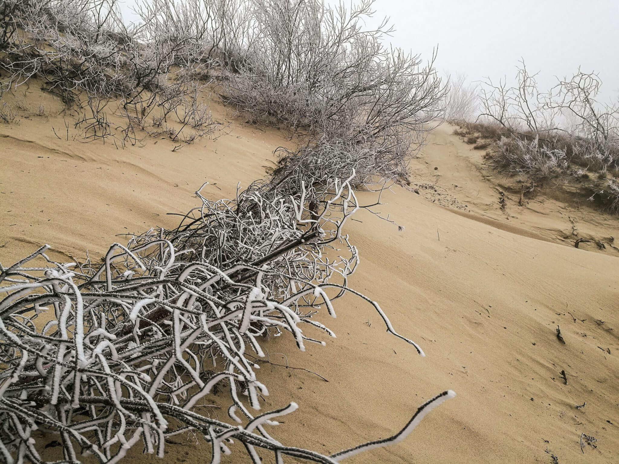 frozen fauna golden dunes nida