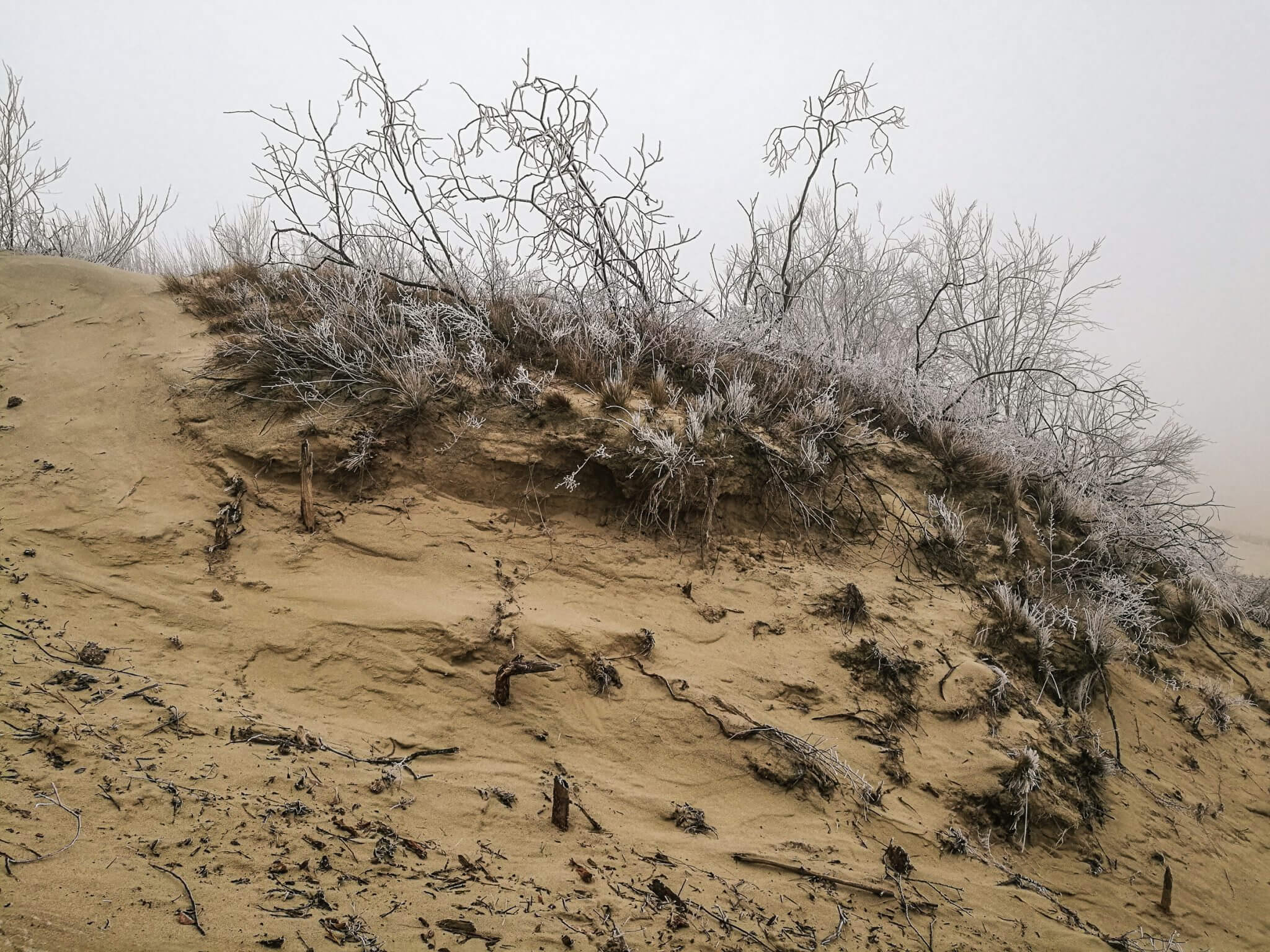 frozen flora parnidis dune