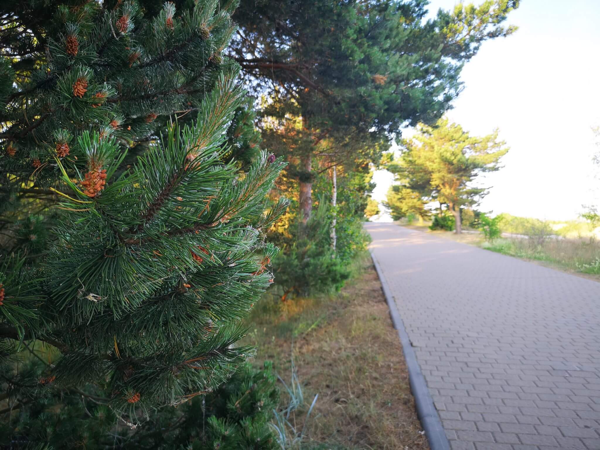 parnidis dune entrance summer