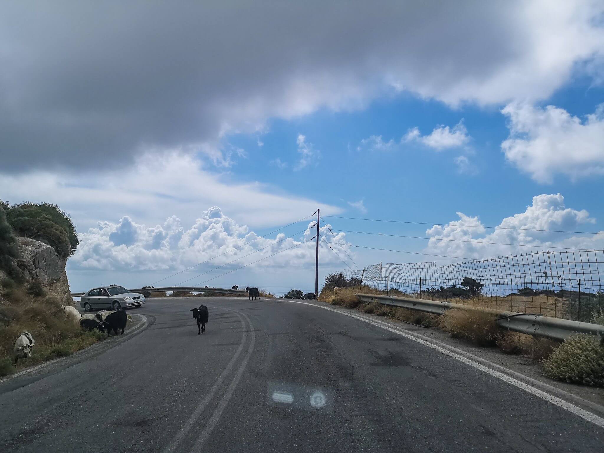 goats on crete roads