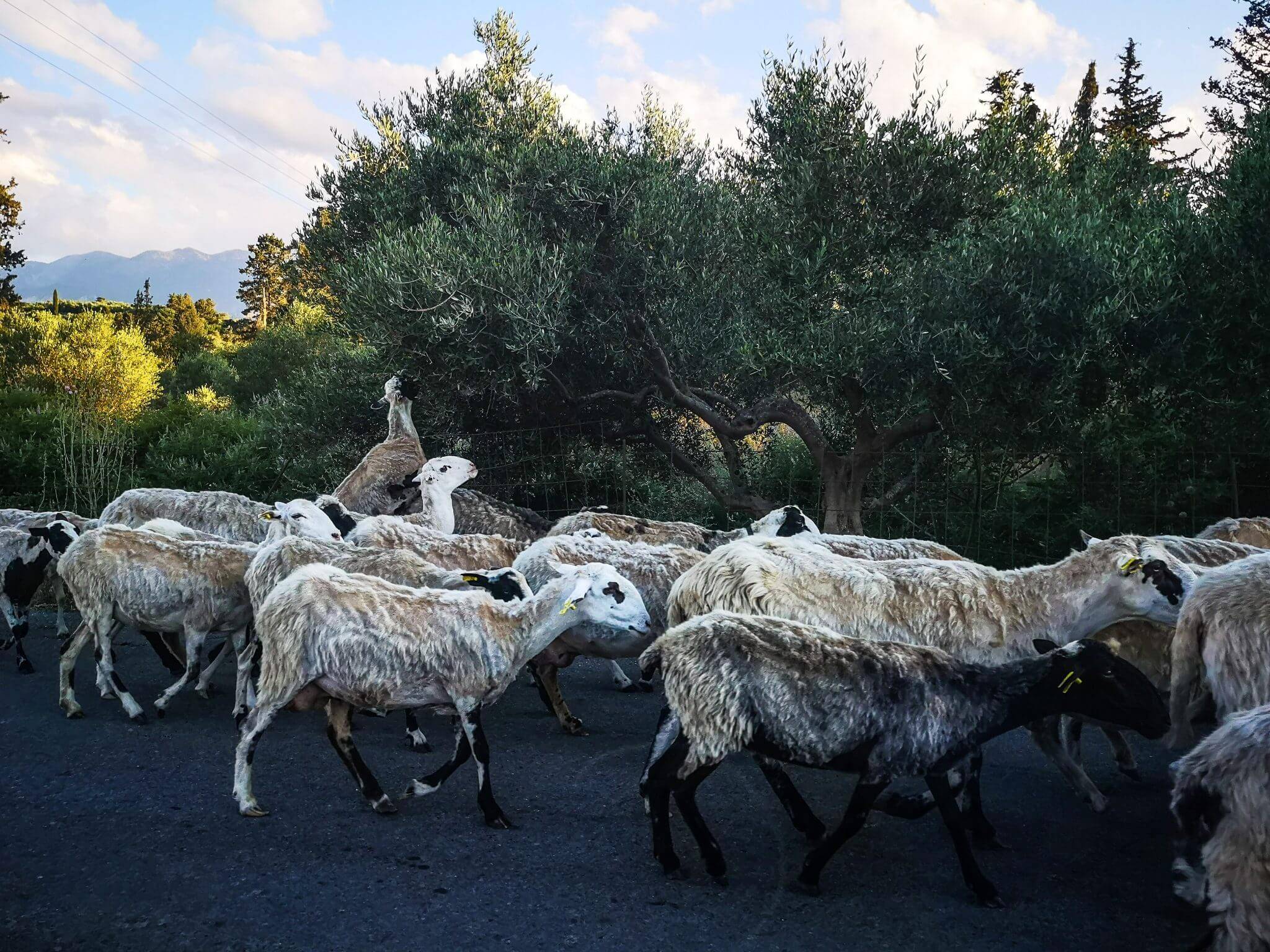 sheep on road crete