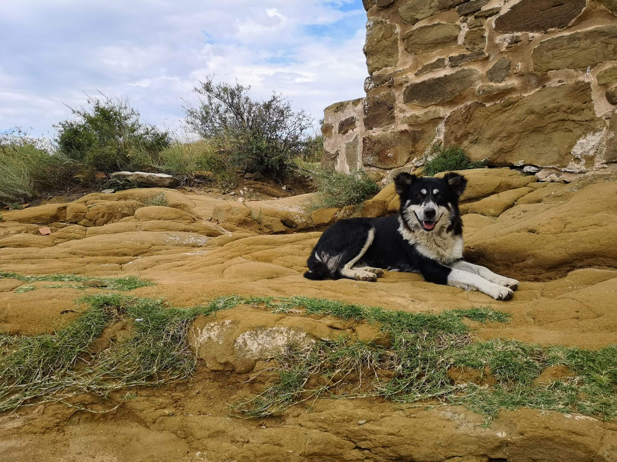 georgia azerbaijan border dog