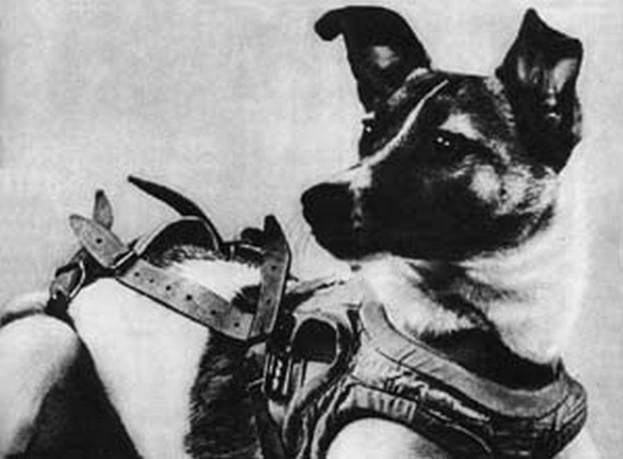 laika - the first dog in the space
