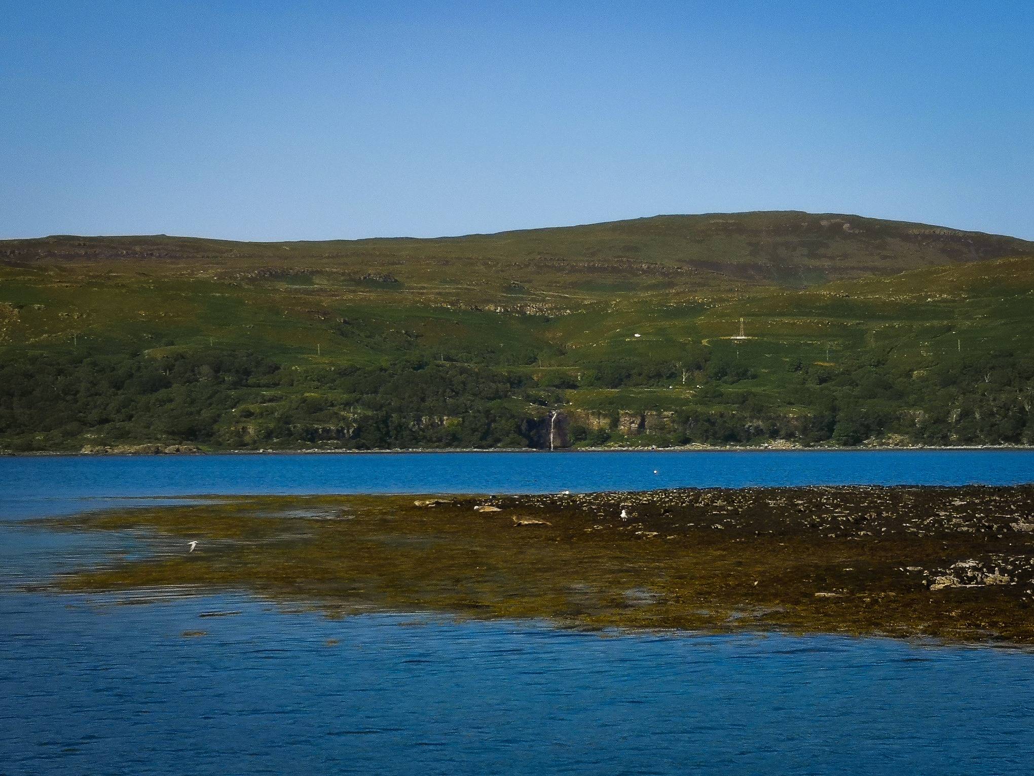 Common Atlantic Seals spotted on an islet during the Treshnish Isles wildlife tour, Scotland