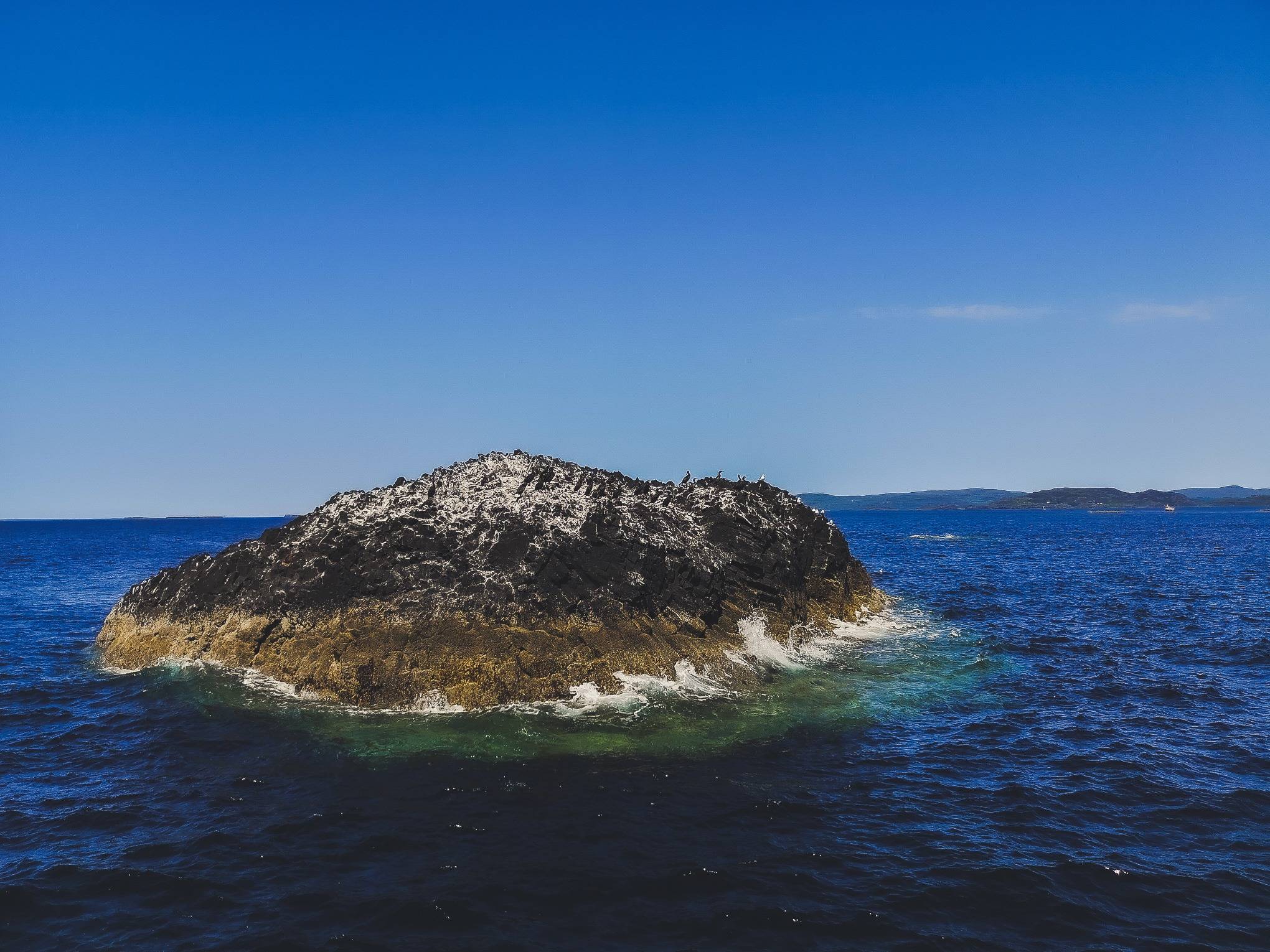 Birds on an islet of the Treshnish Isles, Inner Hebrides, Scotland