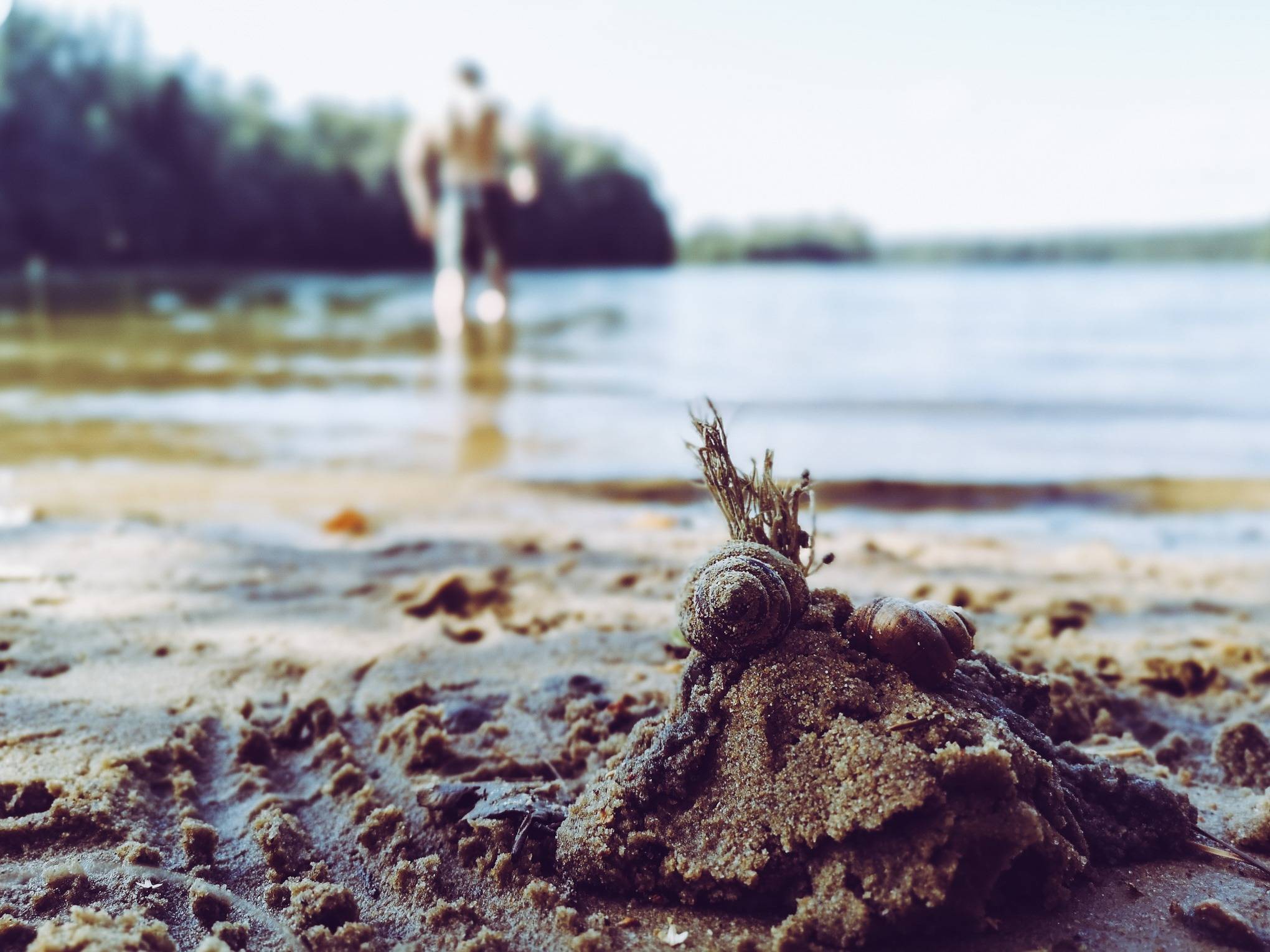 Conch near Black Lakajai Lake in Labanoras Regional Park, Lithuania