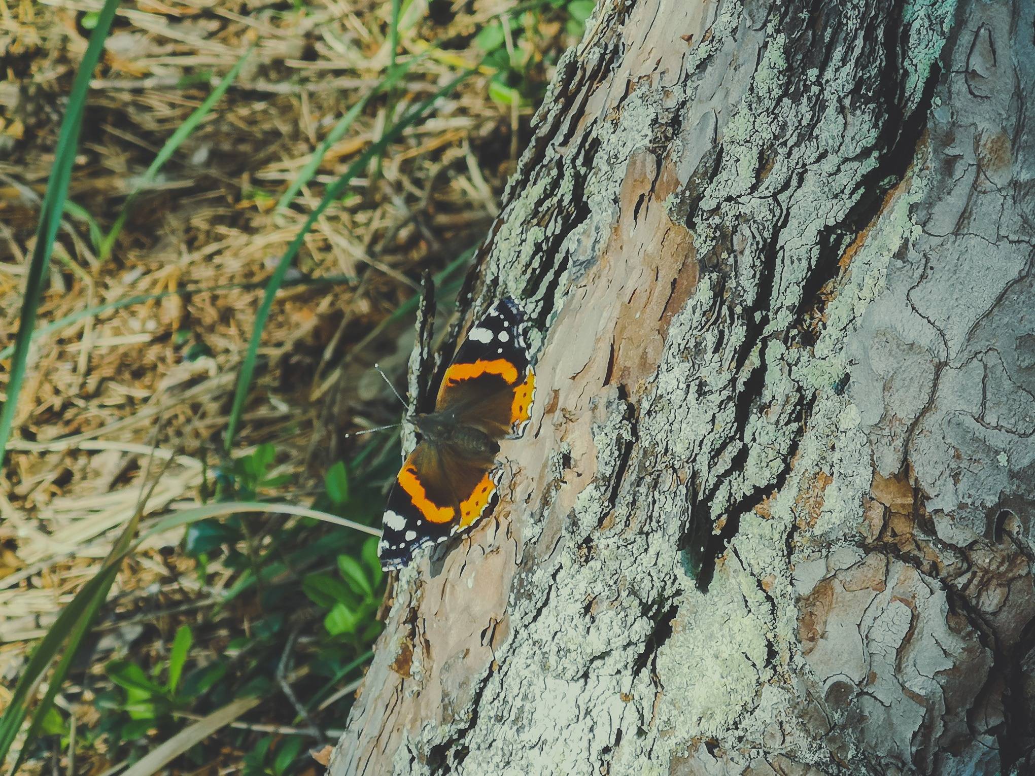 Red Admiral in Labanoras Regional Park, Lithuania