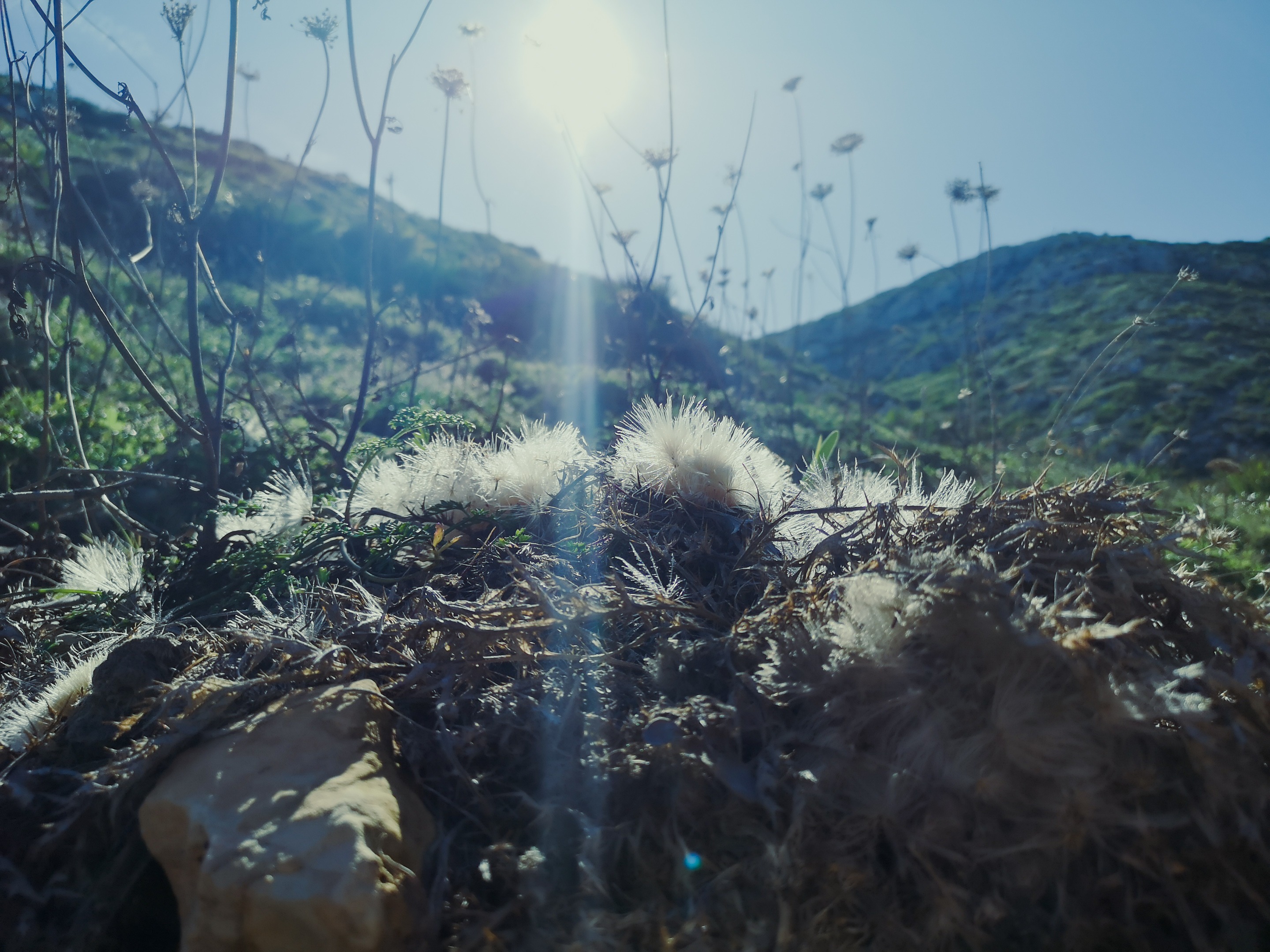 Protected vegetation on Montgo natural Park, Costa Blance, Spain