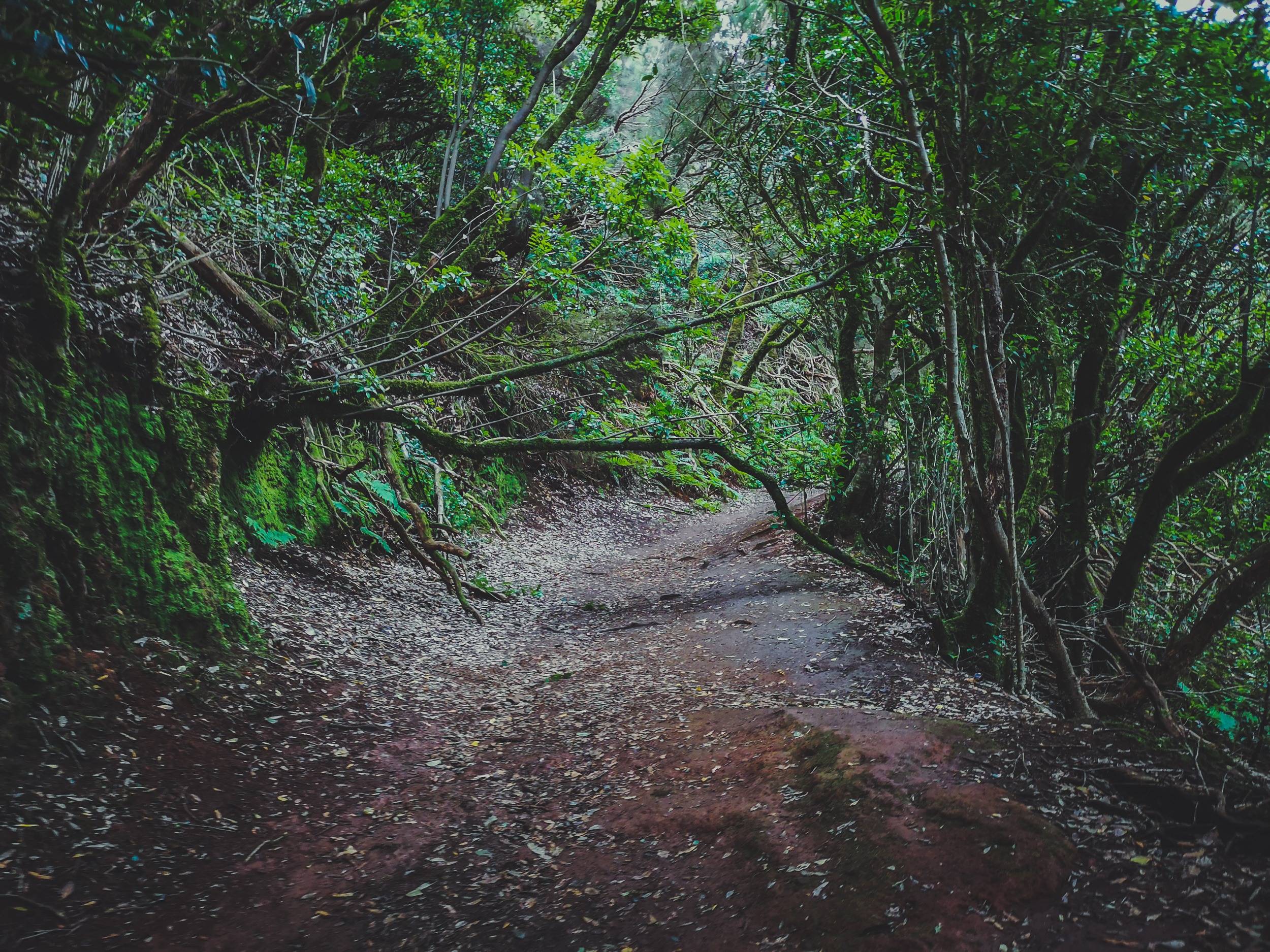   Anaga Rural Forest is often refered to as “hikers paradise”. Photo by Alis Monte [CC BY-SA 4.0], via Connecting the Dots