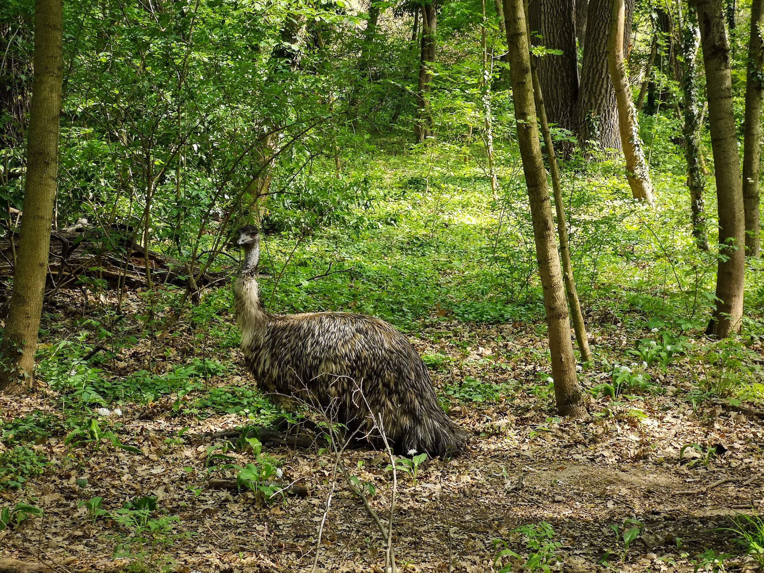 Emu near Schönbrunn Zoo, Vienna