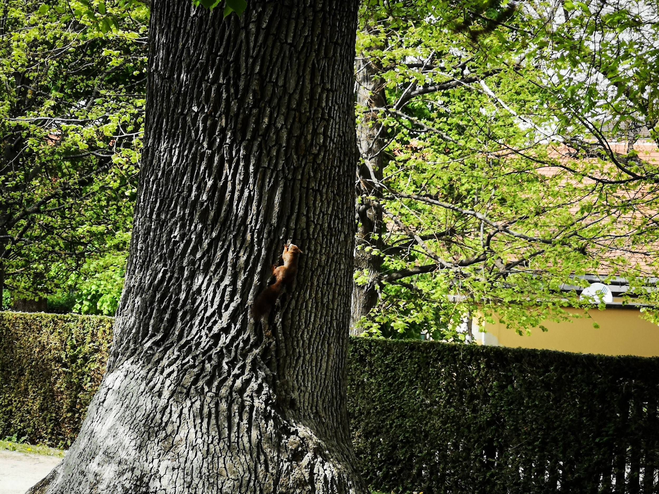 Squirrel in Schönbrunn gardens, Vienna