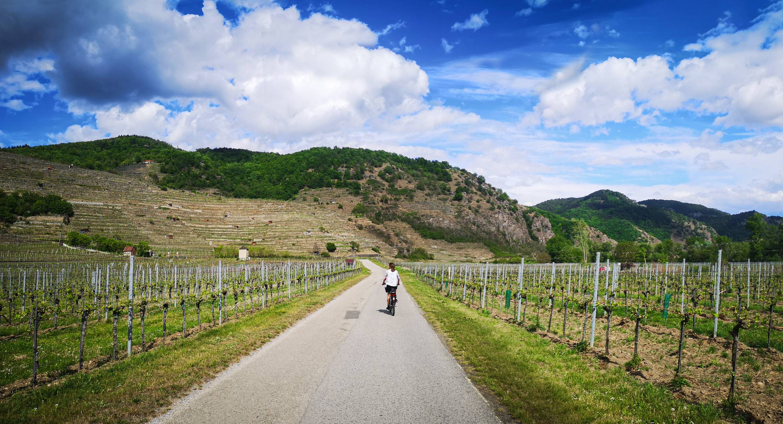 Biking through the vineyards of Wachau, Austria