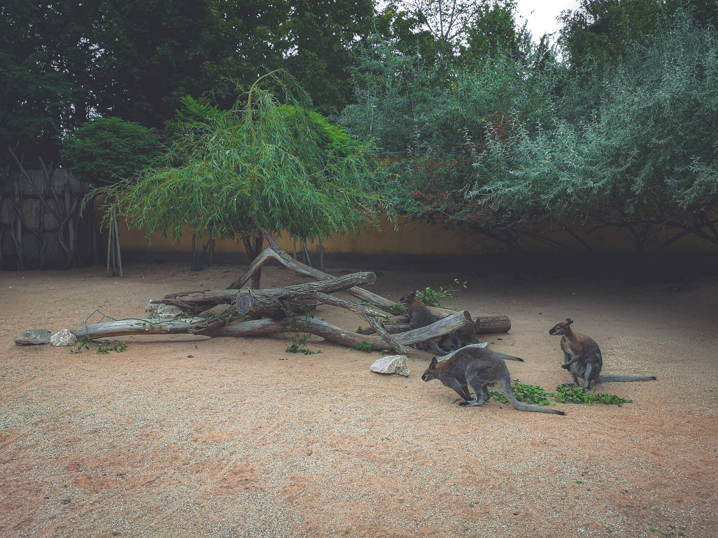 Kangaroos  in Schönbrunn Zoo, Vienna