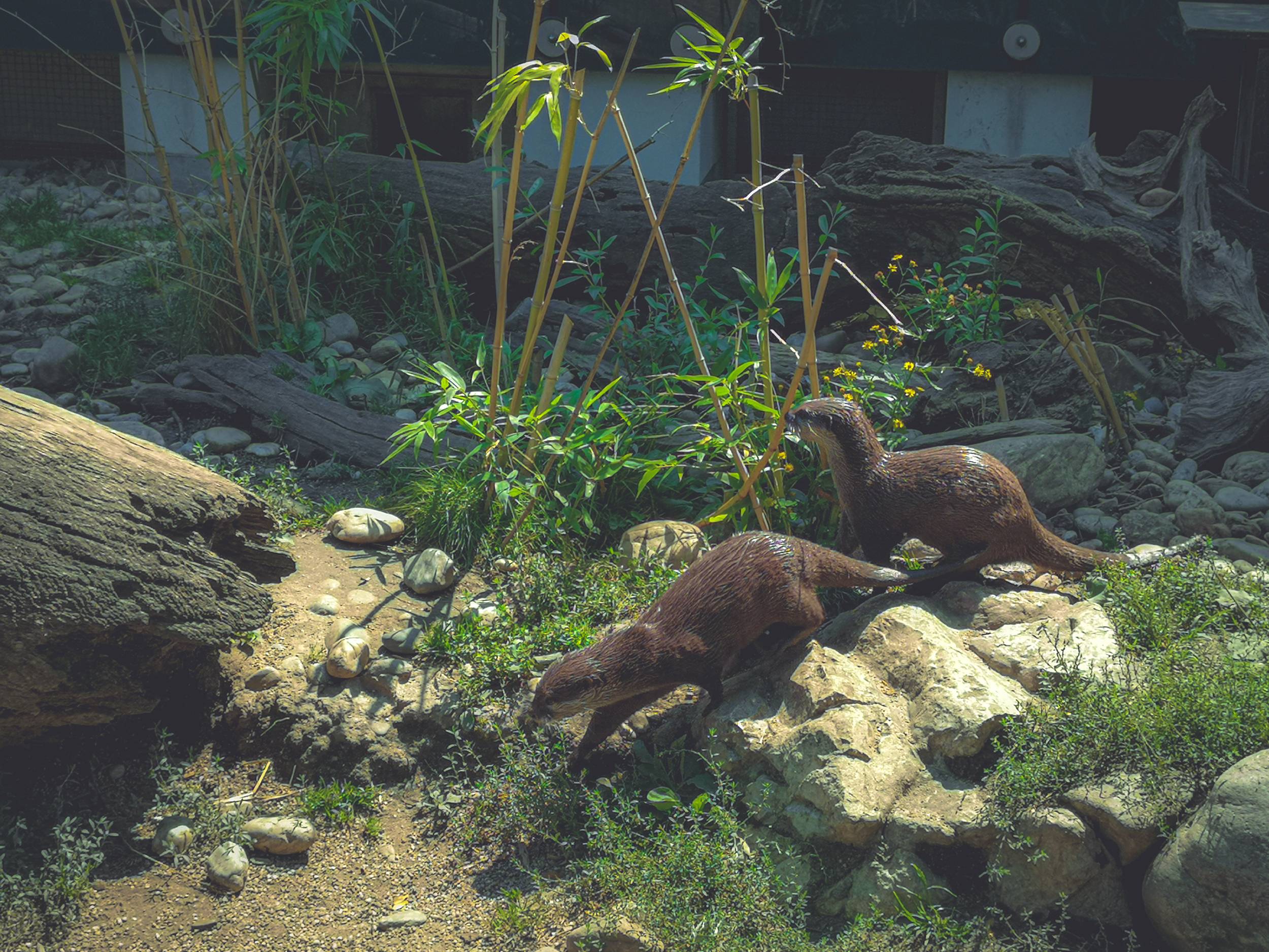 Two otters in Schönbrunn Zoo, Vienna