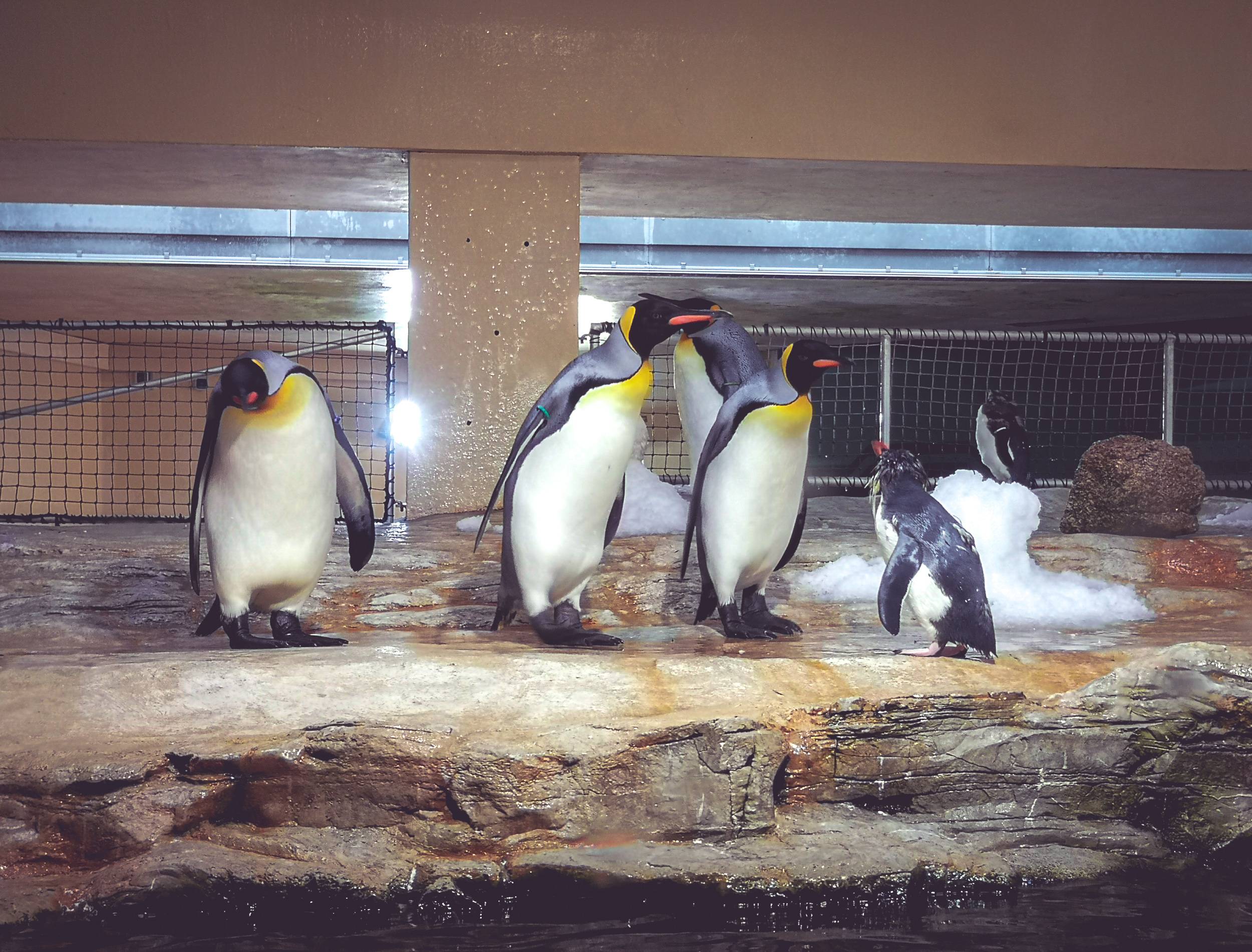 Rockhopper and King Penguins in Schönbrunn Zoo, Vienna