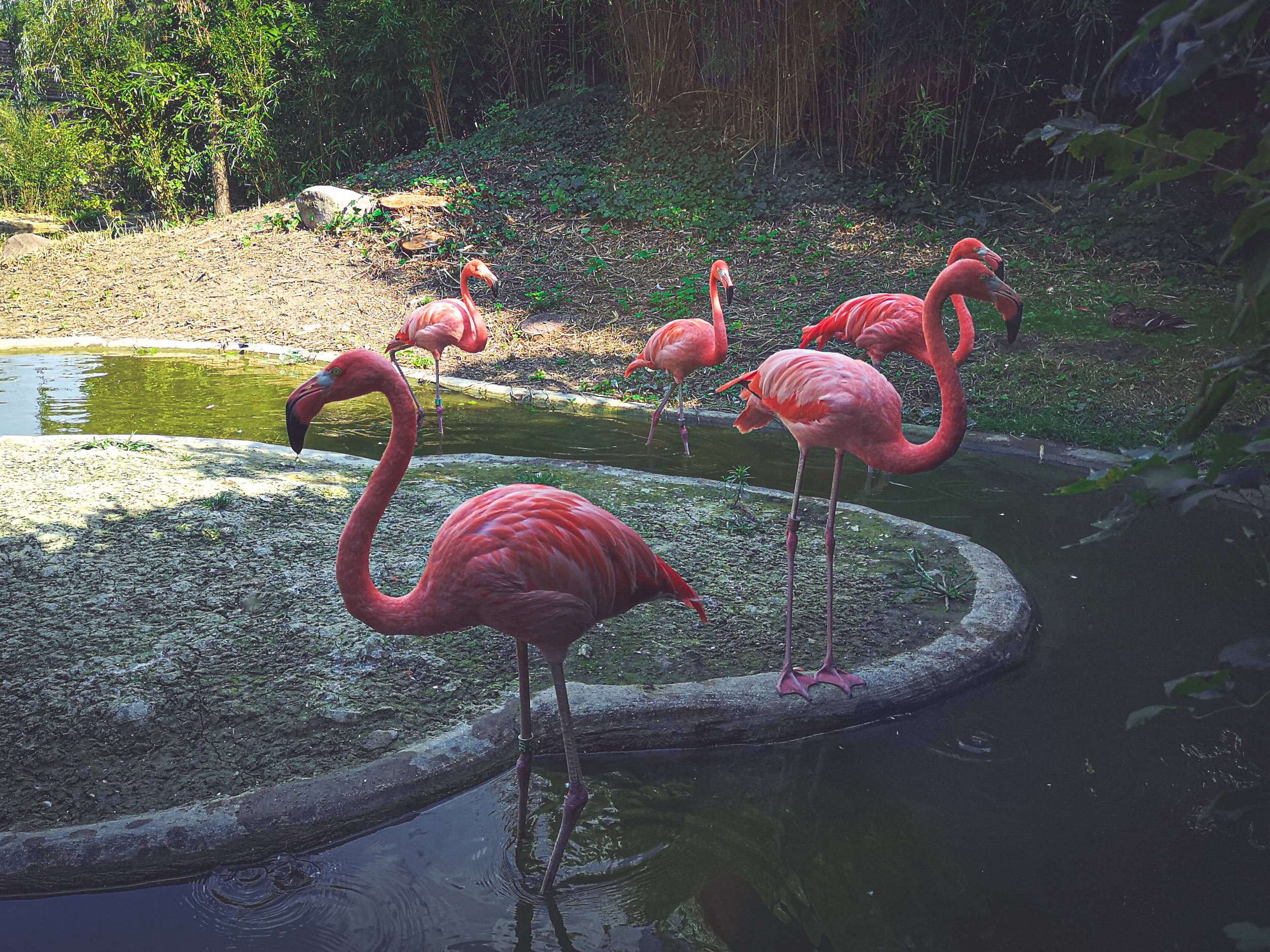 Pink flamingos in Schönbrunn Zoo, Vienna