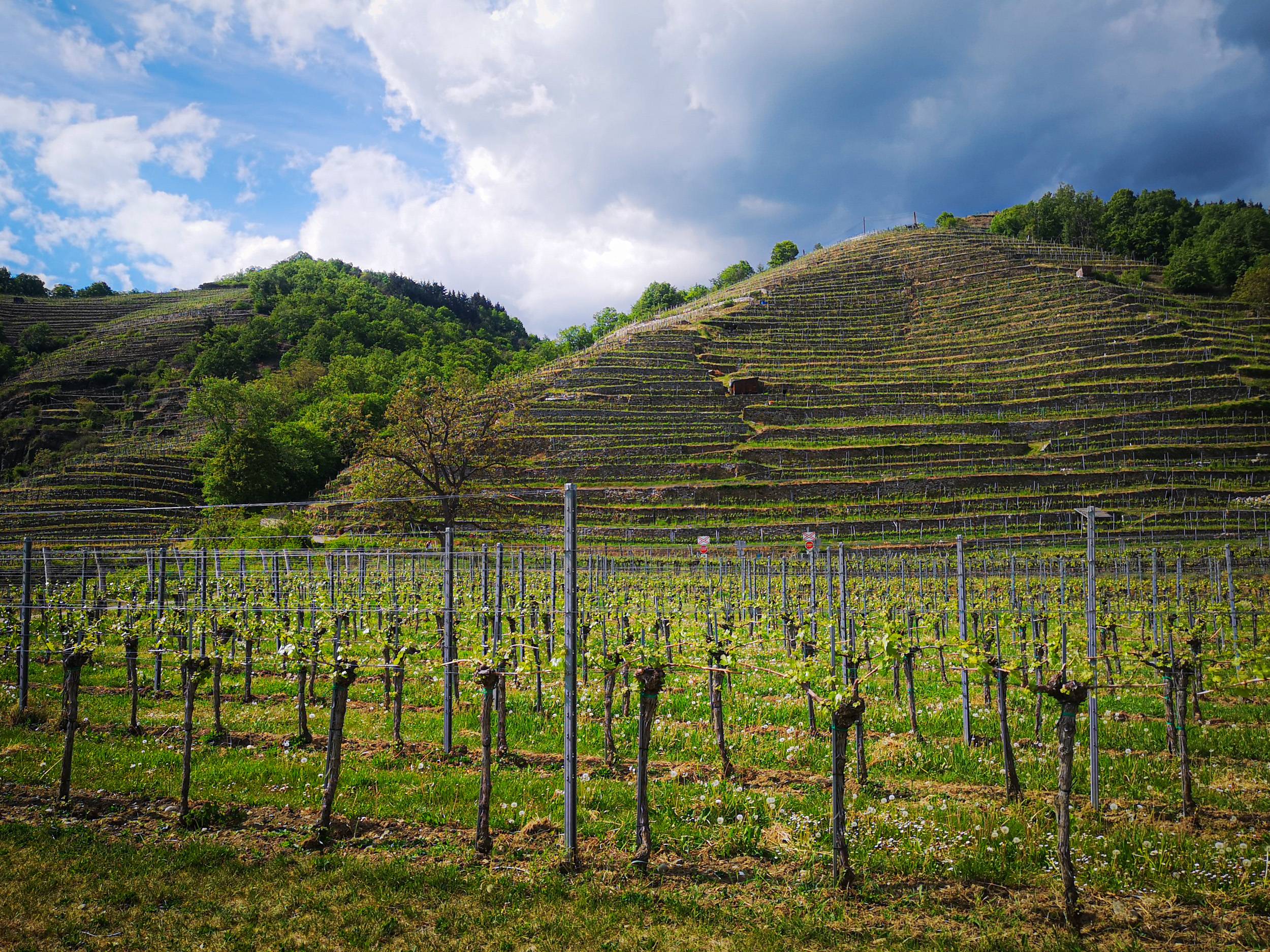 Vineyard hills in Wachau valley, Austria
