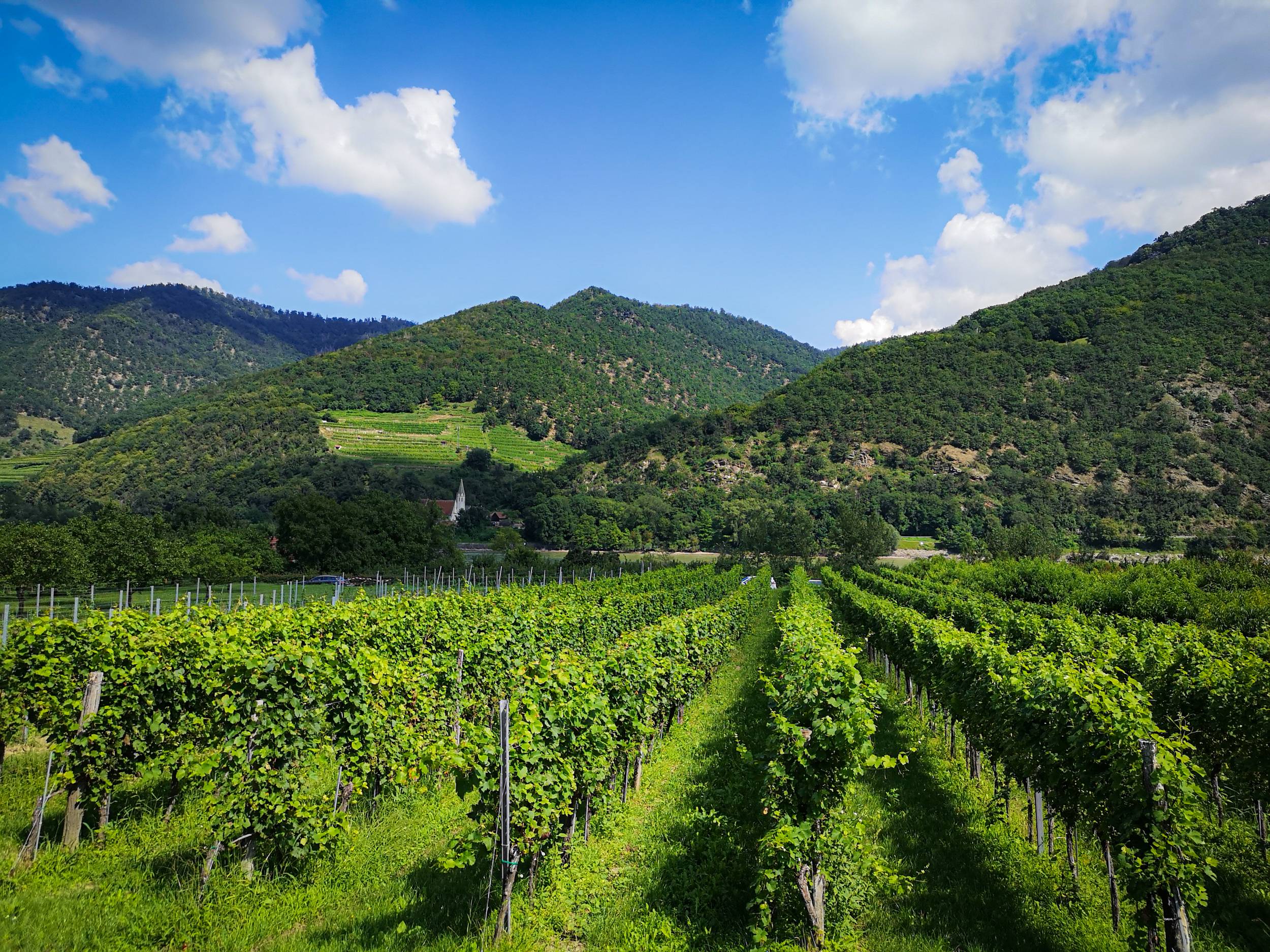 Vineyards of Wachau Domaine, Lower Austria
