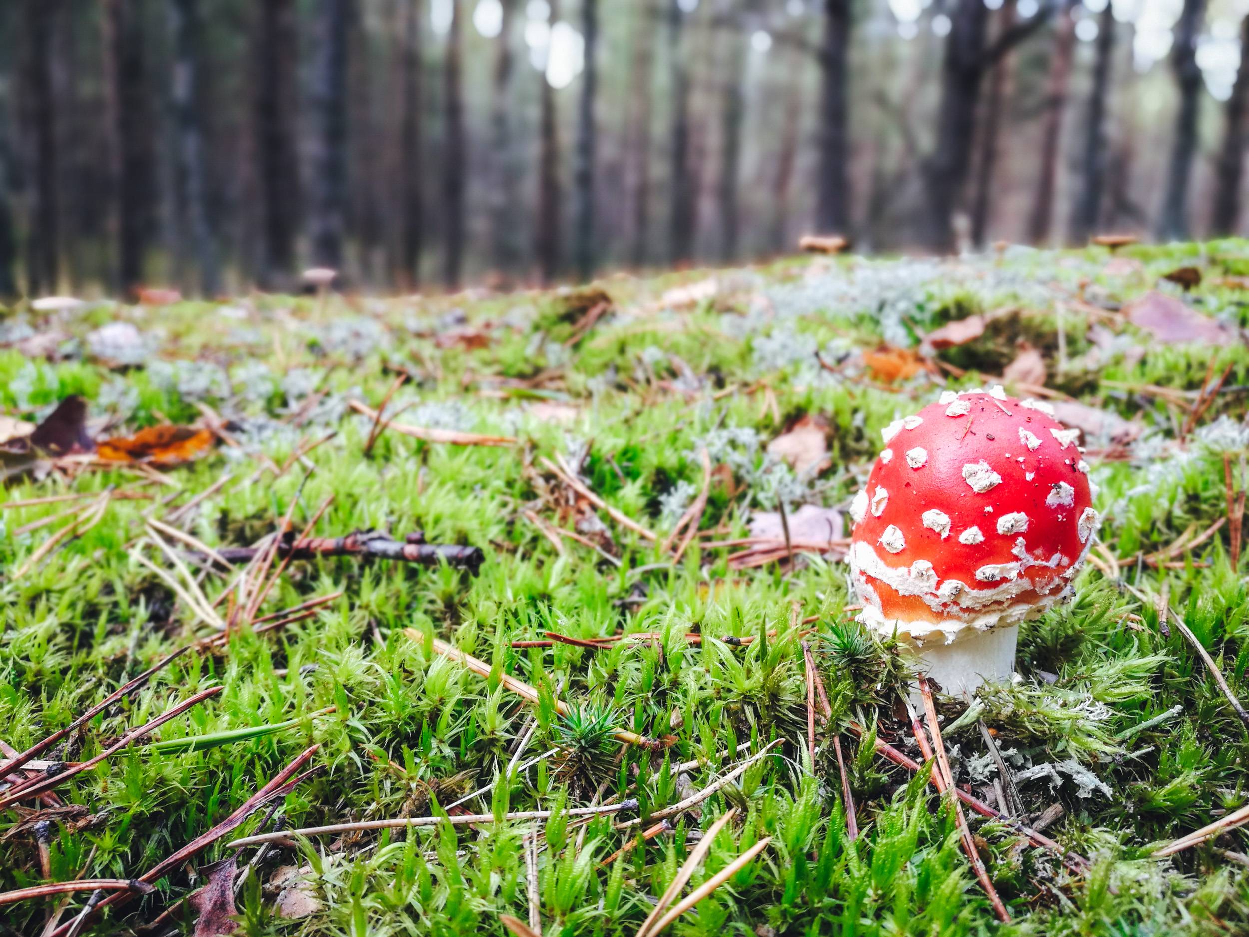 Amanita Muscaria in Čepkeliai Nature Reserve, Lithuania