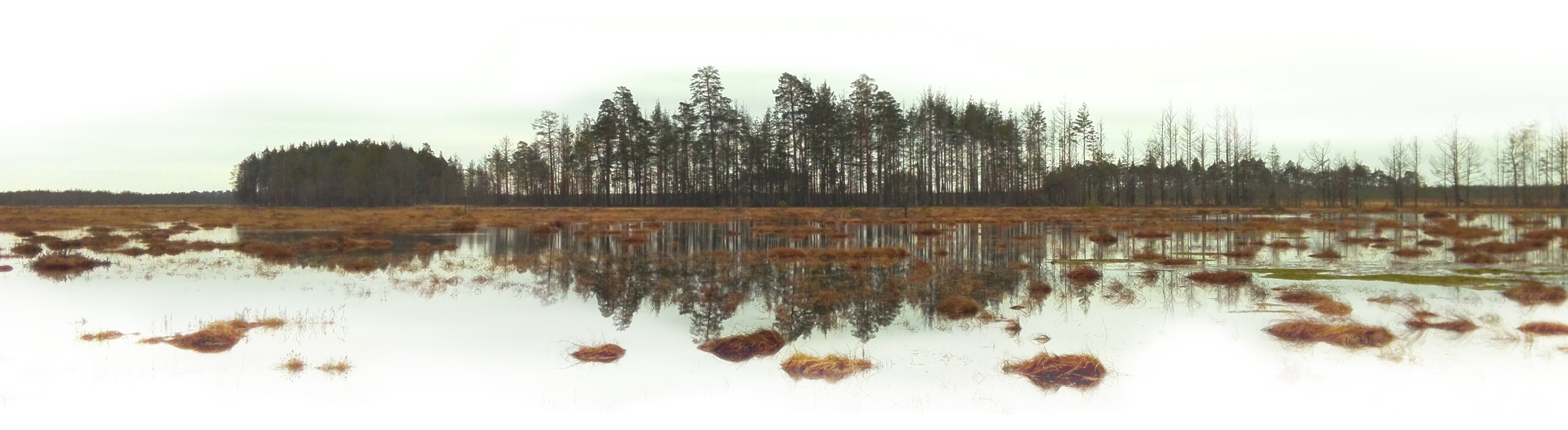 Čepkeliai marsh in early spring, Lithuania