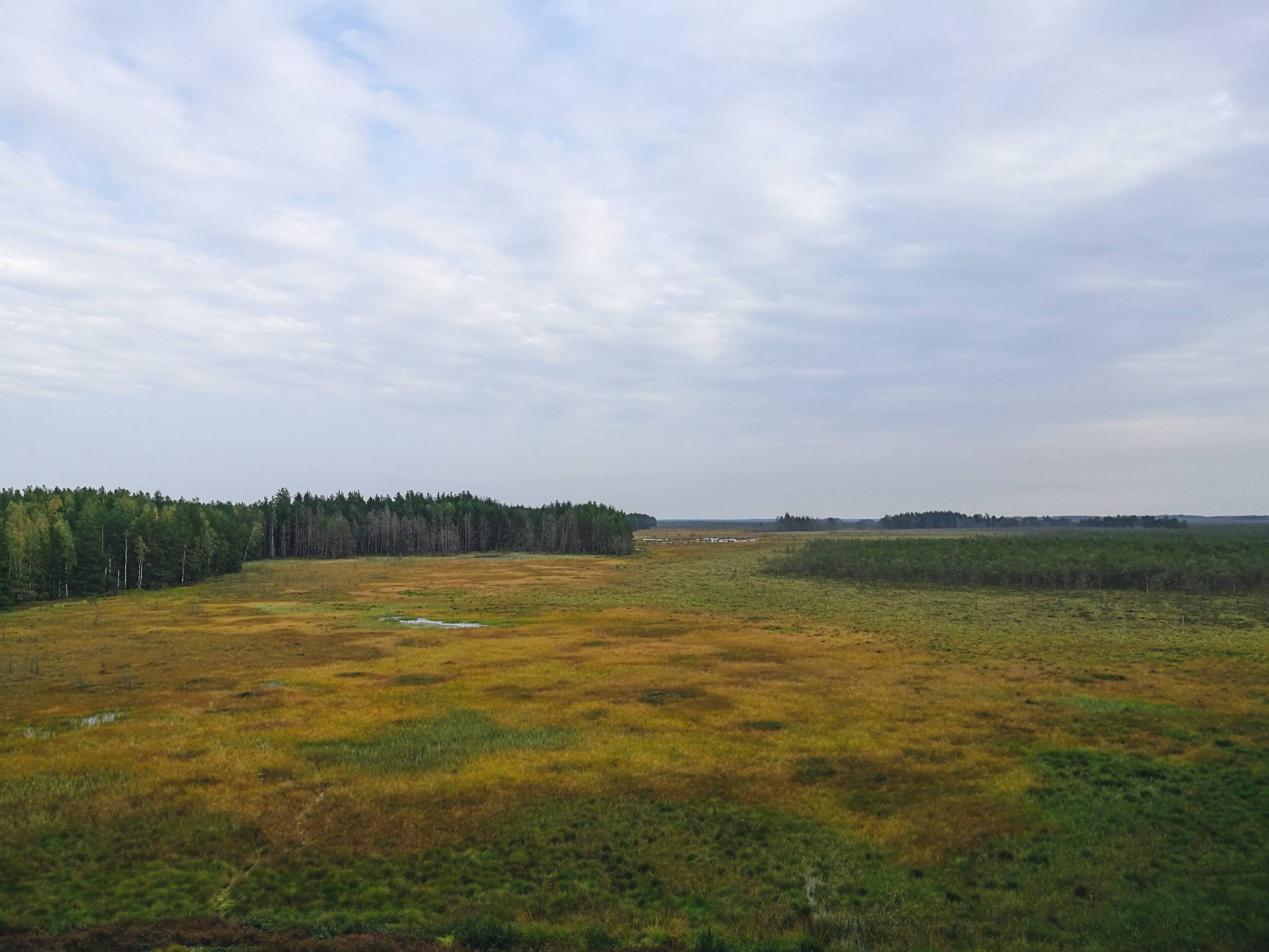Čepkeliai Marsh in early autumn, Lithuania