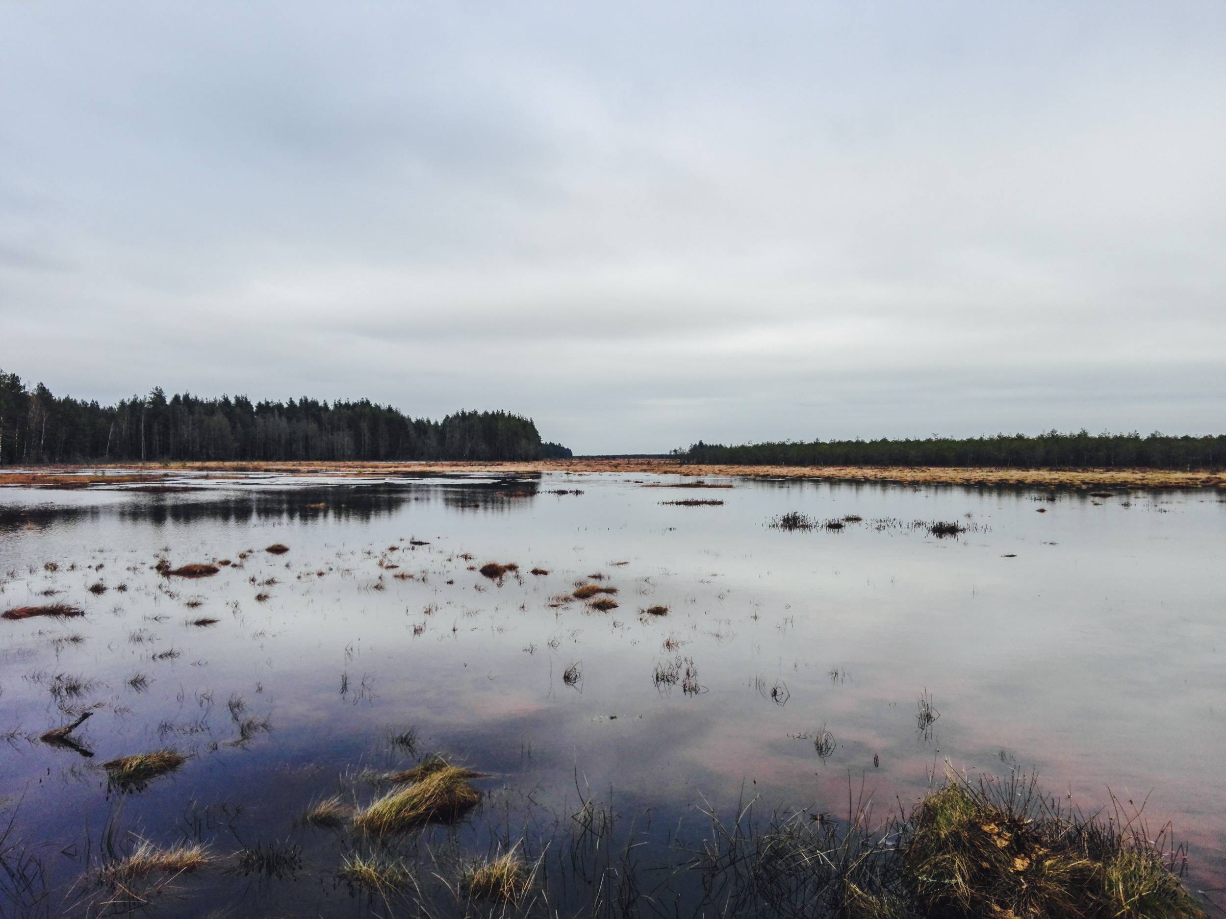 Čepkeliai Marsh in early spring, Lithuania