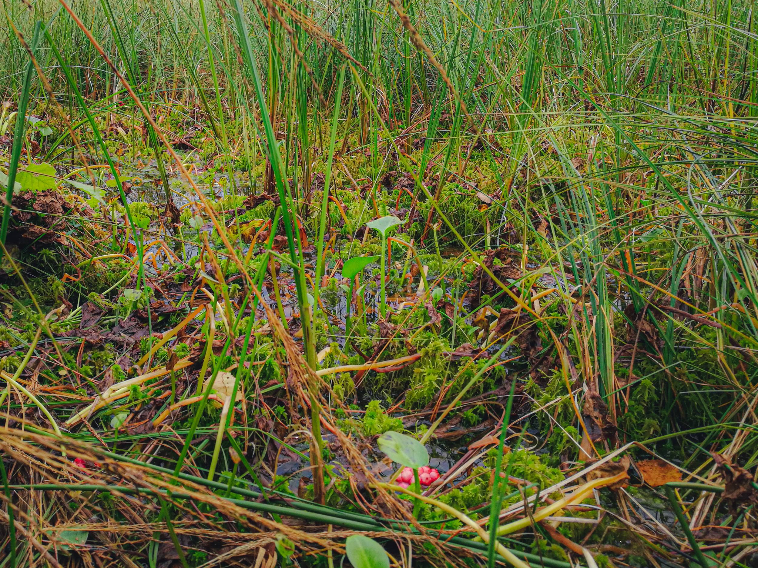 Cranberries in Čepkeliai marsh, Lithuania
