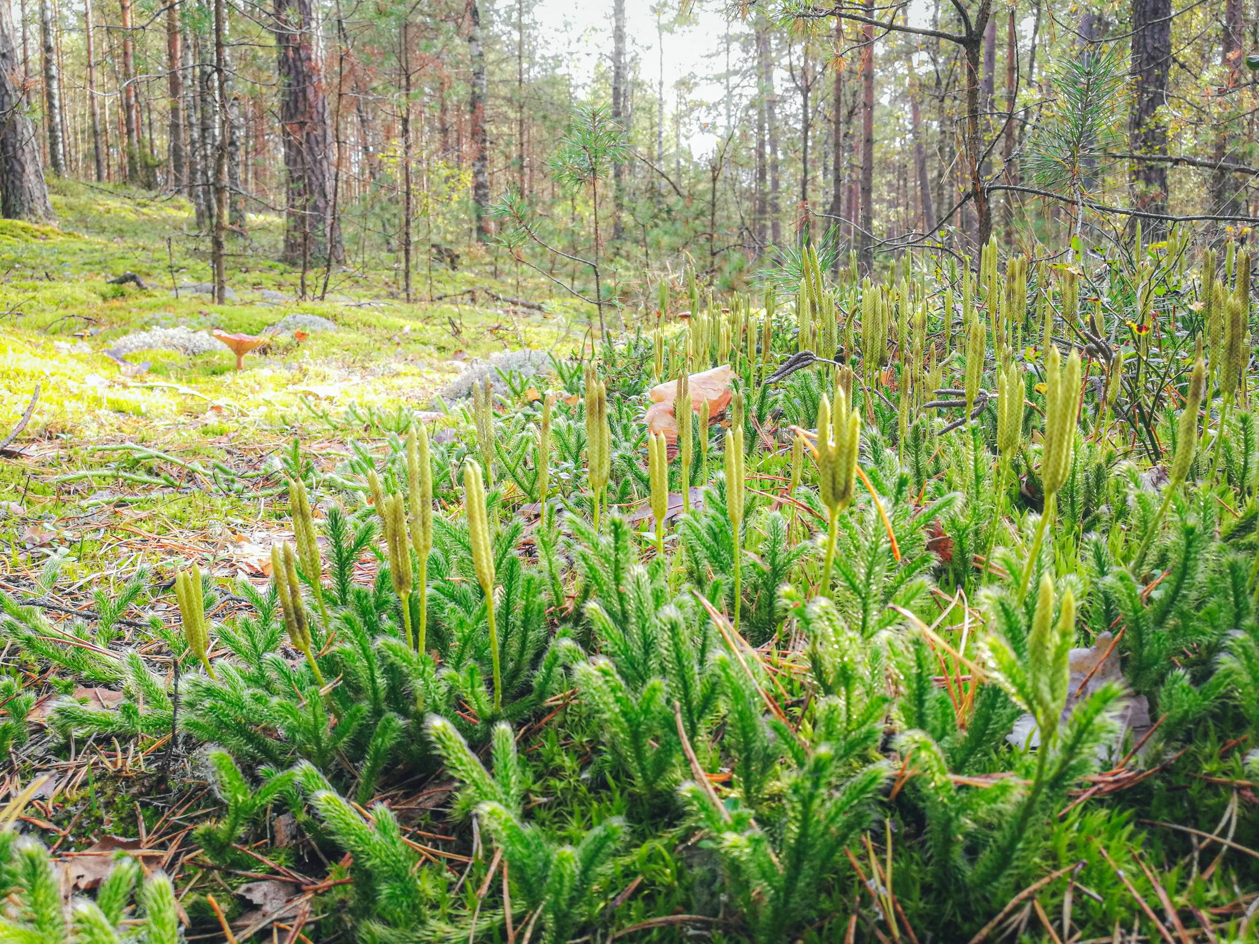 Dainava forest near Čepkeliai marsh, Lithuania