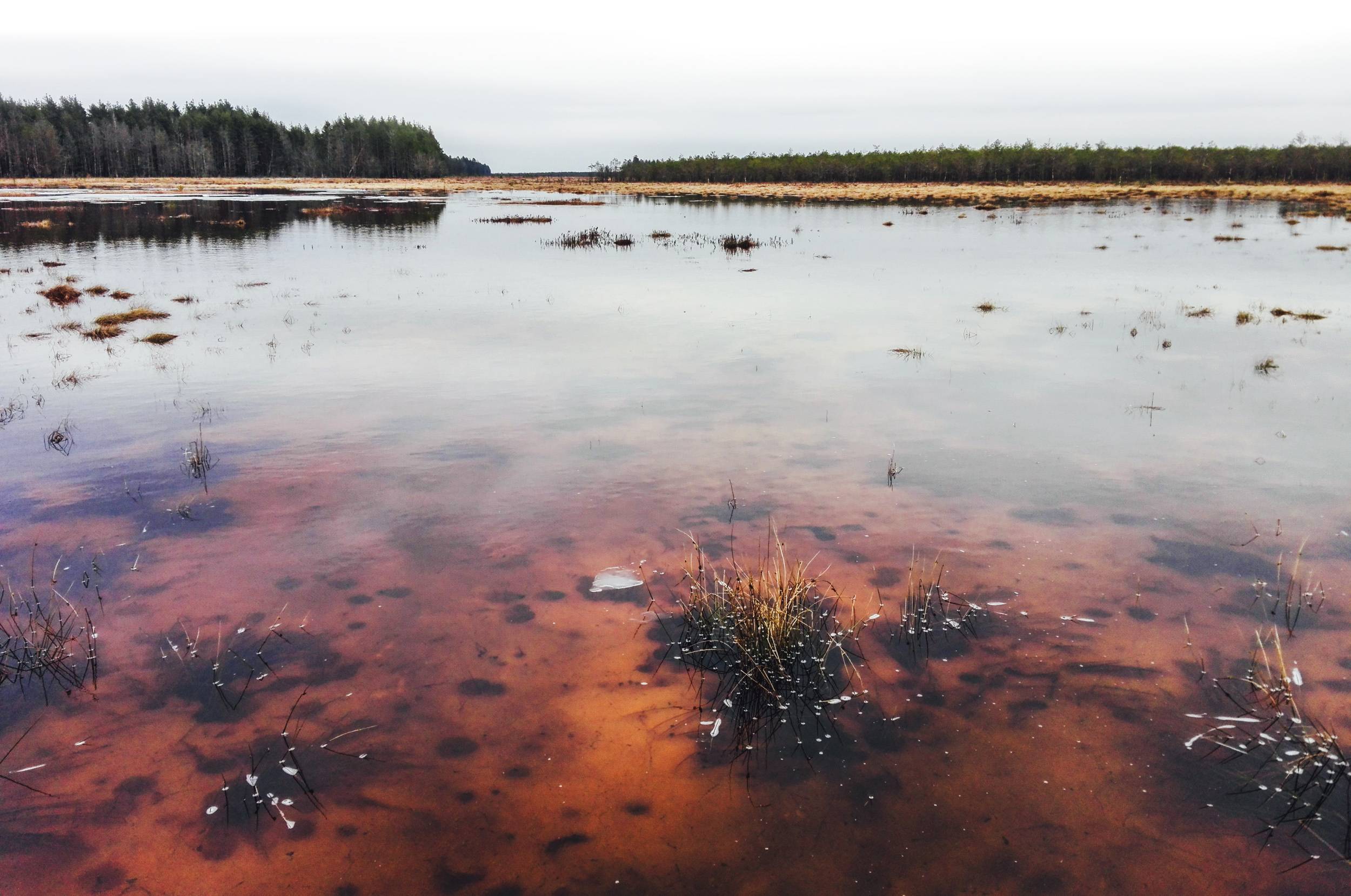 Red bed of uncovered Čepkeliai Marsh in Lithuania